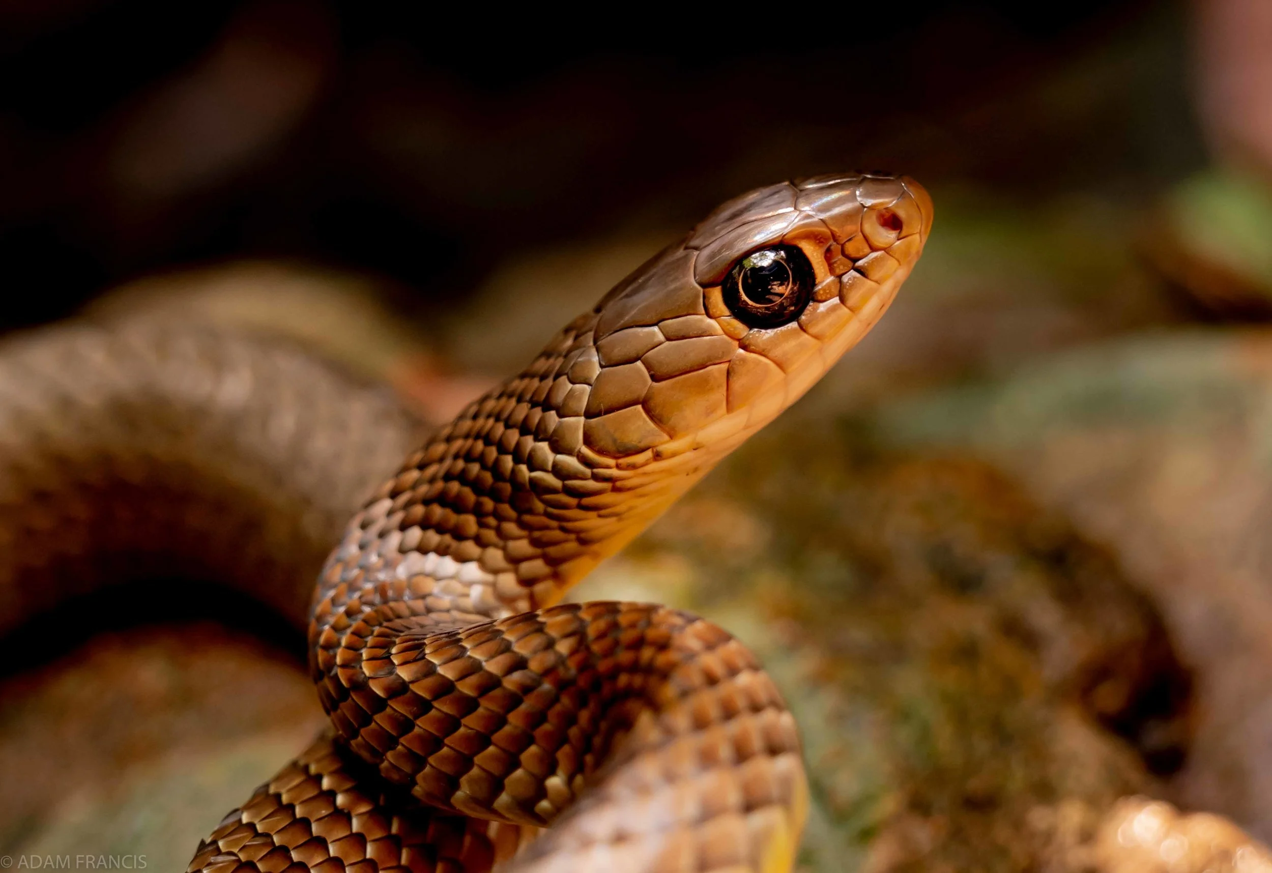Indo Chinese Rat Snake Ptyas korros-27.jpg