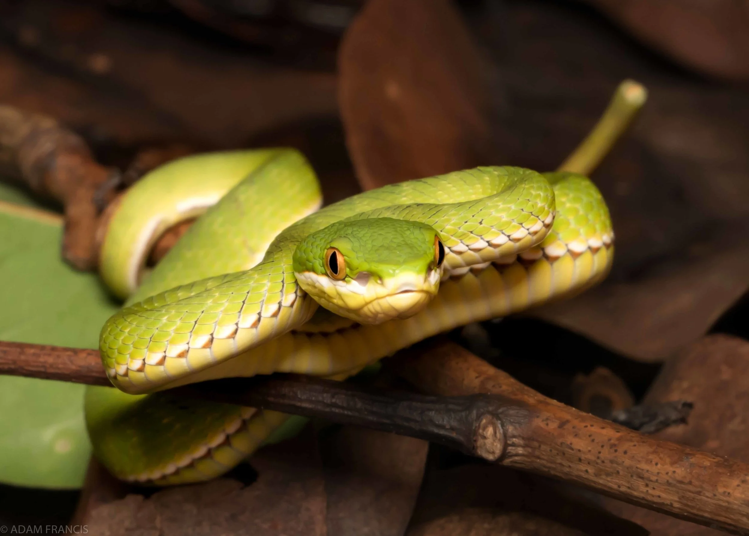 Bamboo Pit Viper White Lipped Viper Trimeresurus albolabris 2.jpg