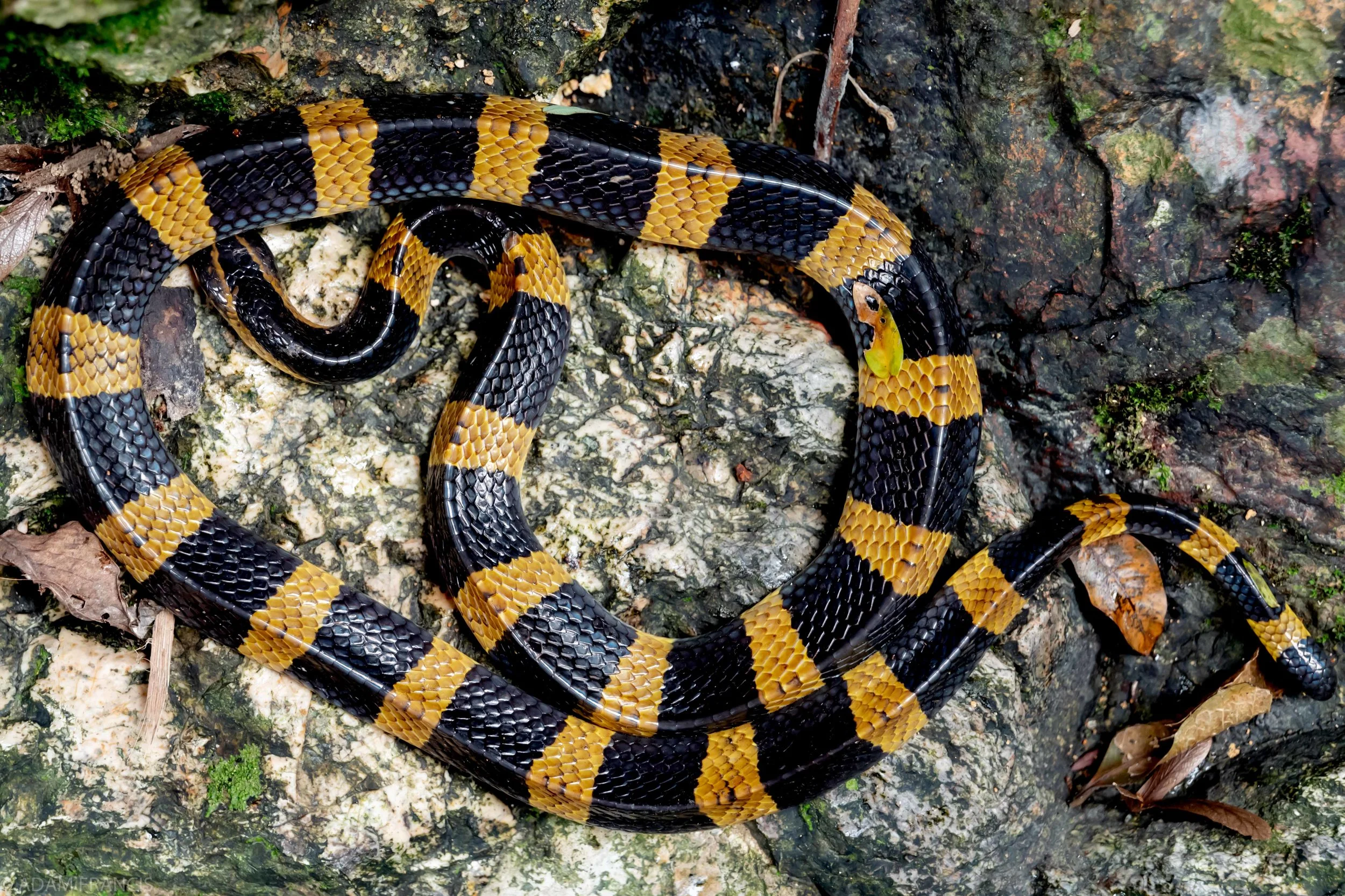 Banded Krait Bungarus fasciatus-46.jpg