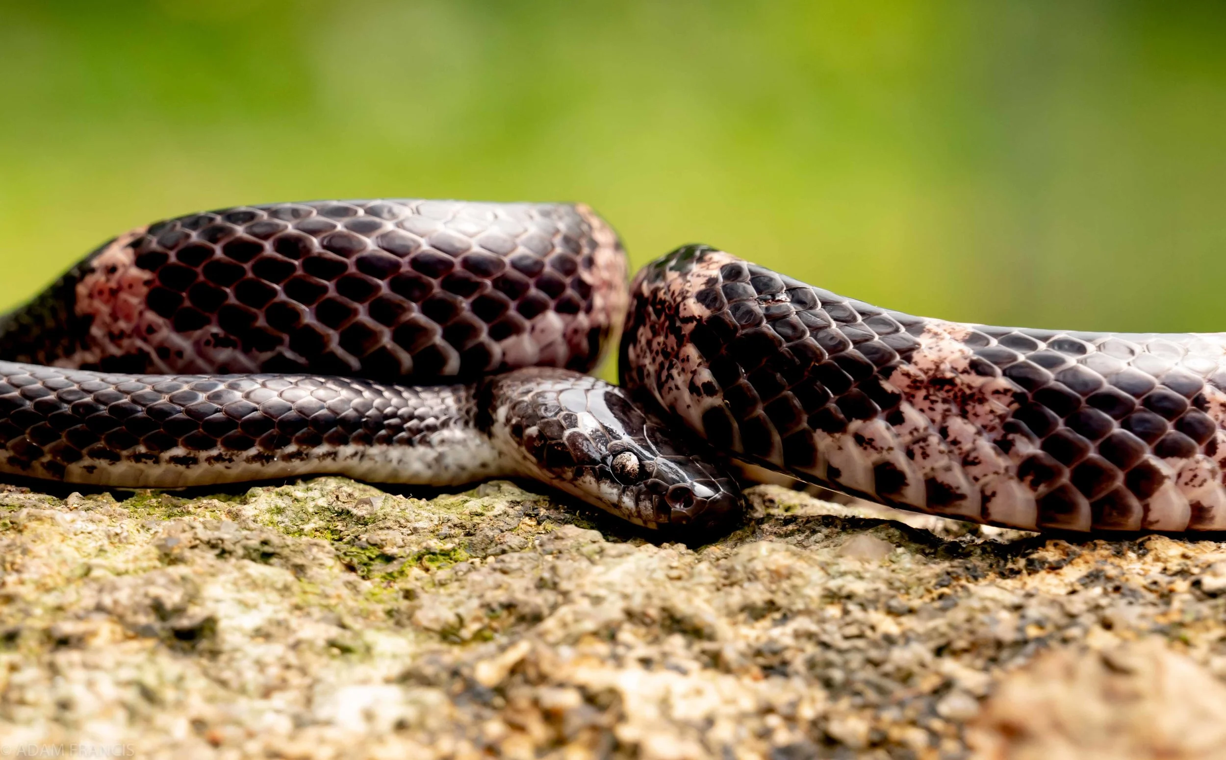 Fustings Wolf Snake Lycodon futsingensis-11 copy.jpg