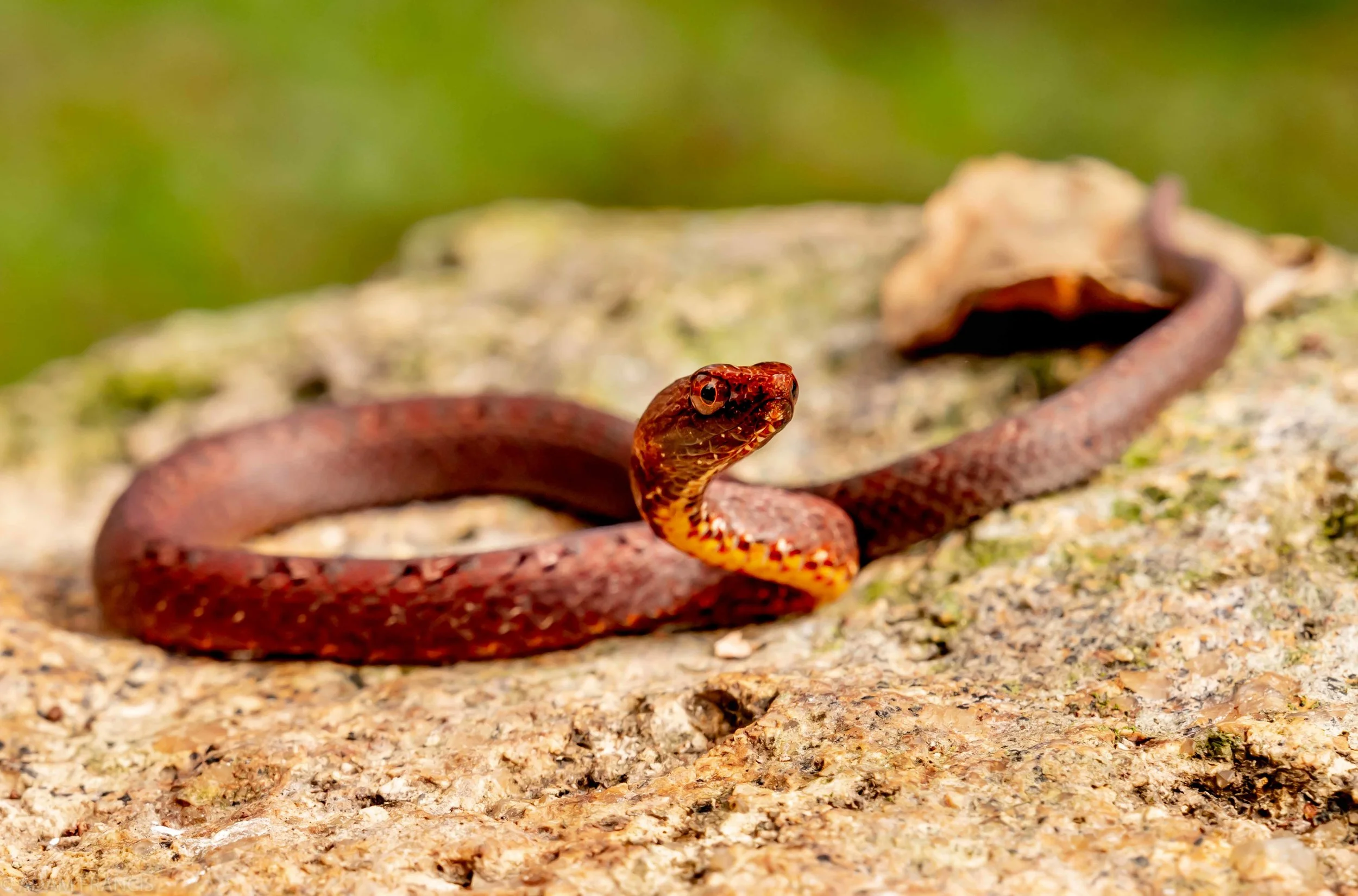 Mock Viper Psammodynastes pulverulentus-13 copy.jpg