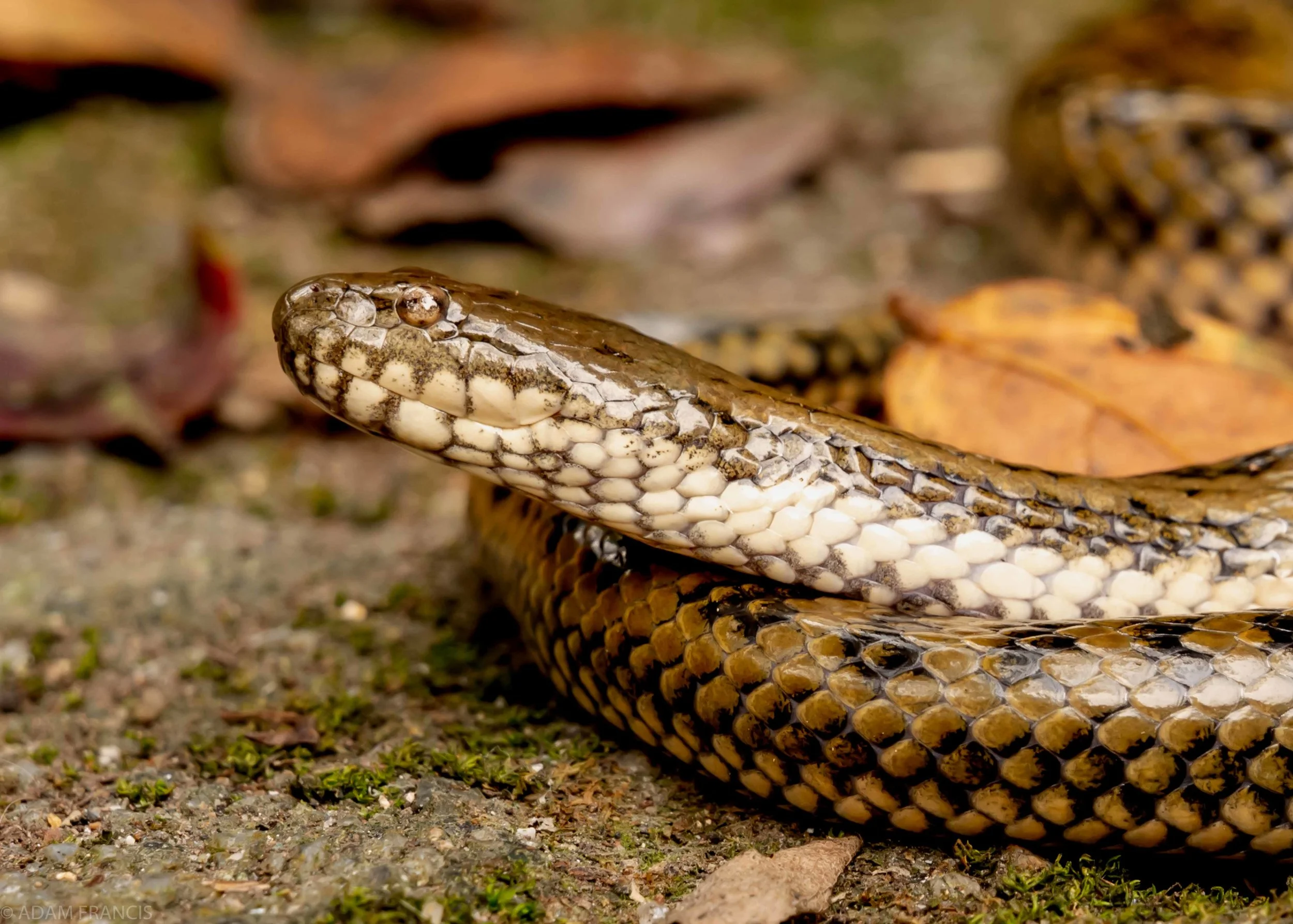 Mangrove Water Snake Enhydris bennettii-9 copy.jpg