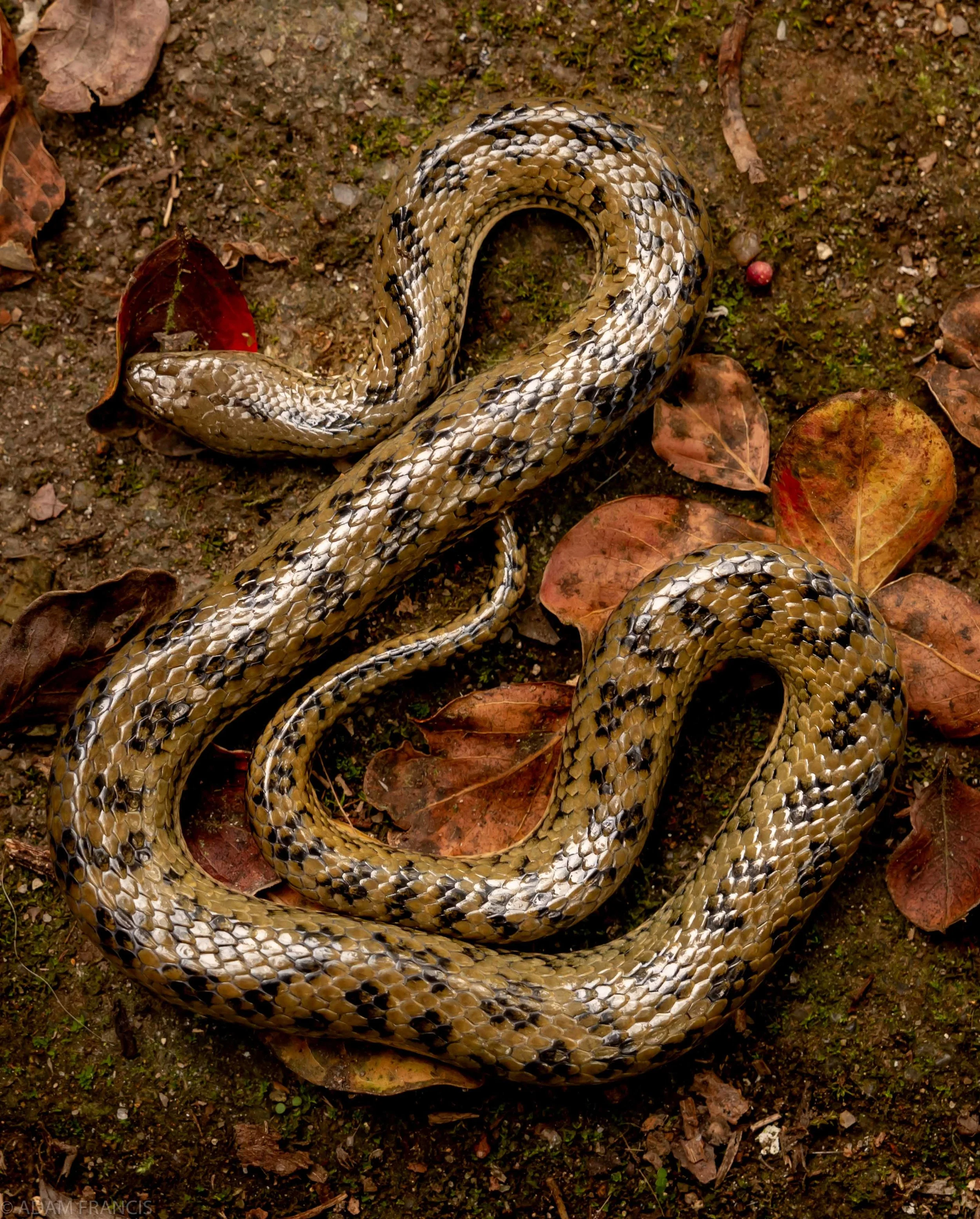 Mangrove Water Snake Enhydris bennettii-5 copy.jpg