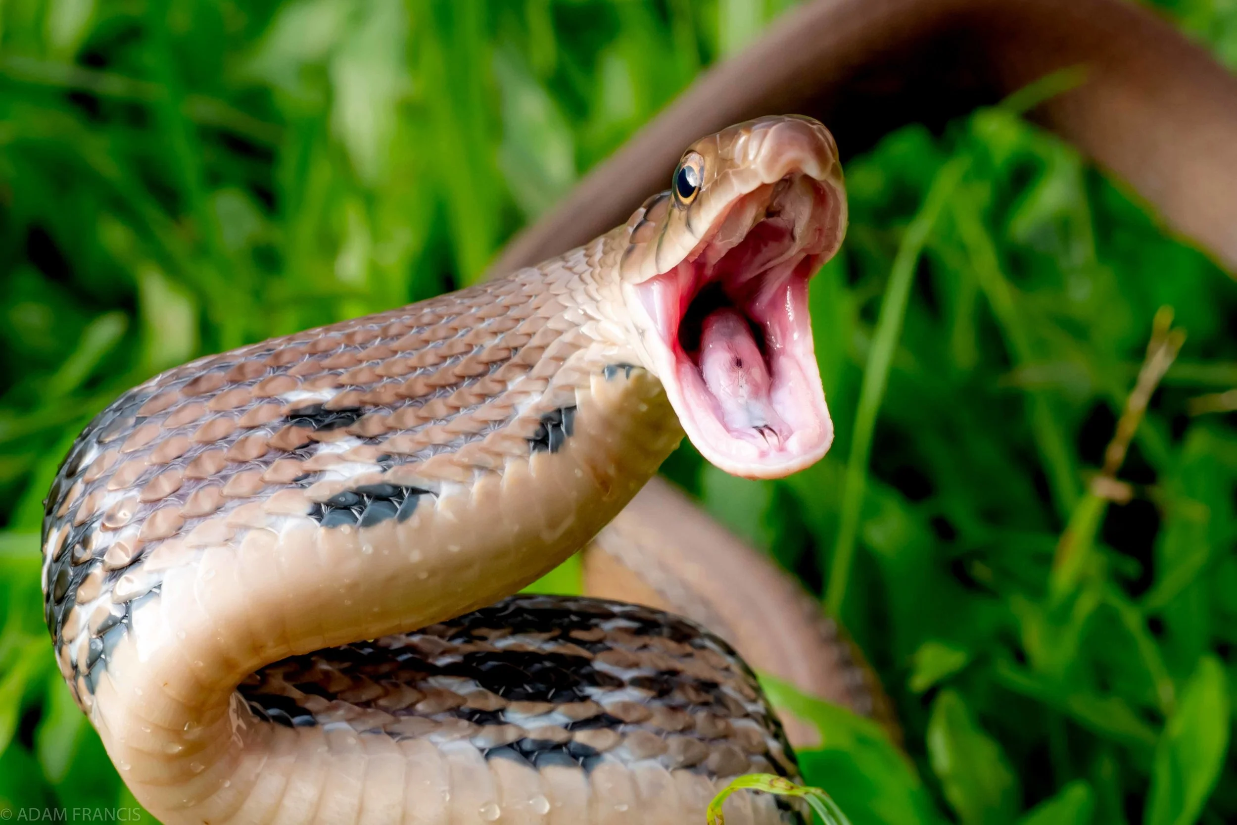 Copperhead Racer Coelognathus radiatus-31 copy.jpg