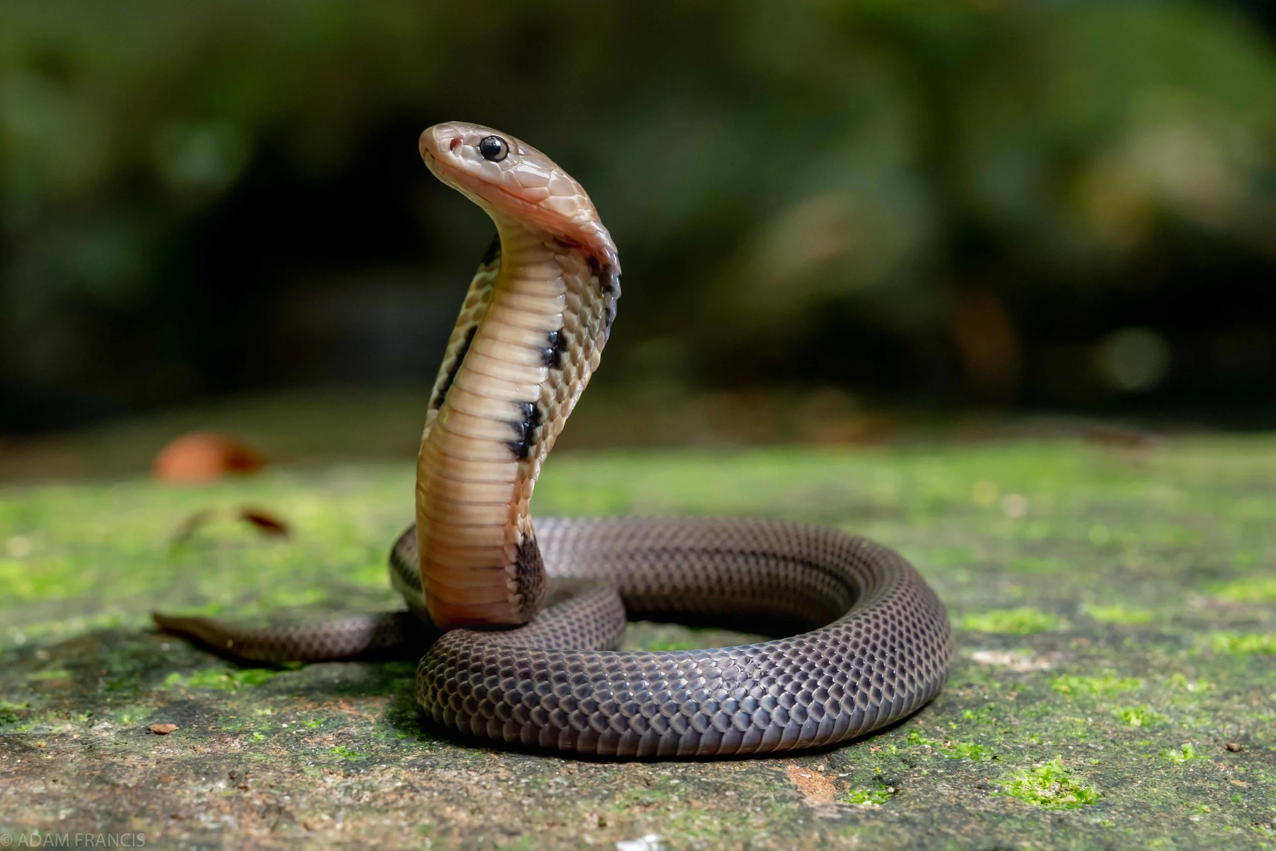 Chinese Cobra Naja atra grey morph-16 copy.jpg