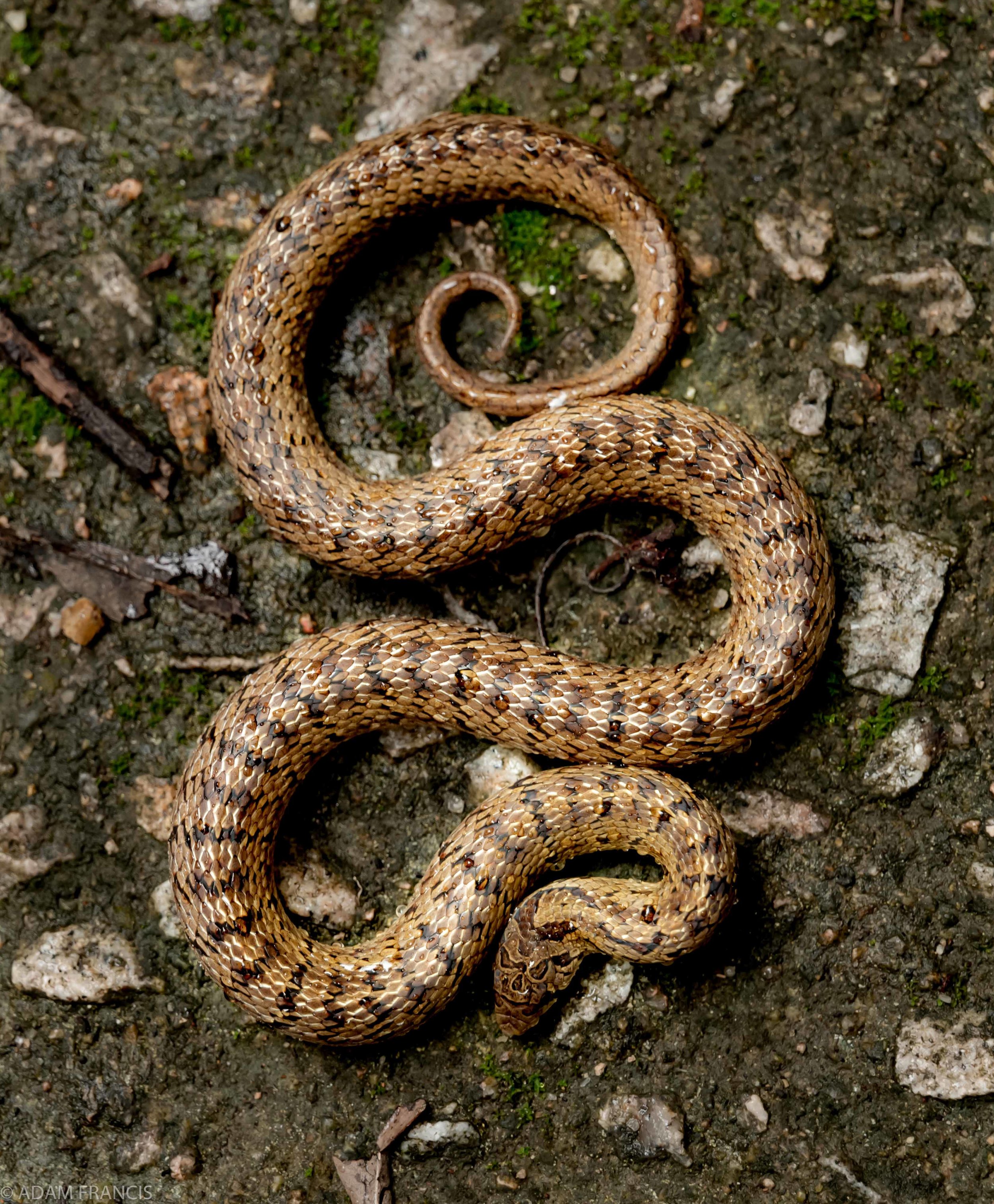 Taiwan Kukri Oligodon formosanus 24 copy.jpg
