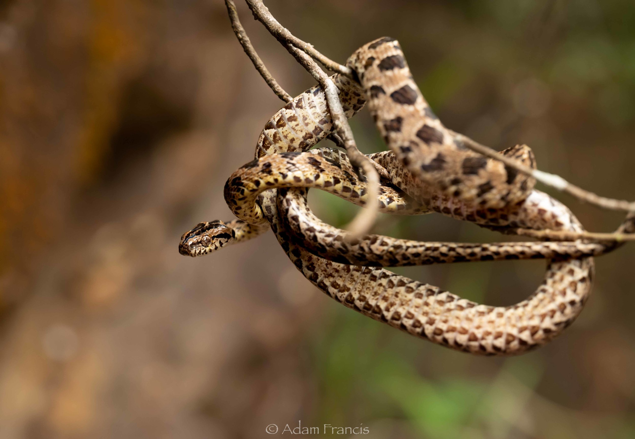 Large Spotted Cat Snake - Boiga multomaculata