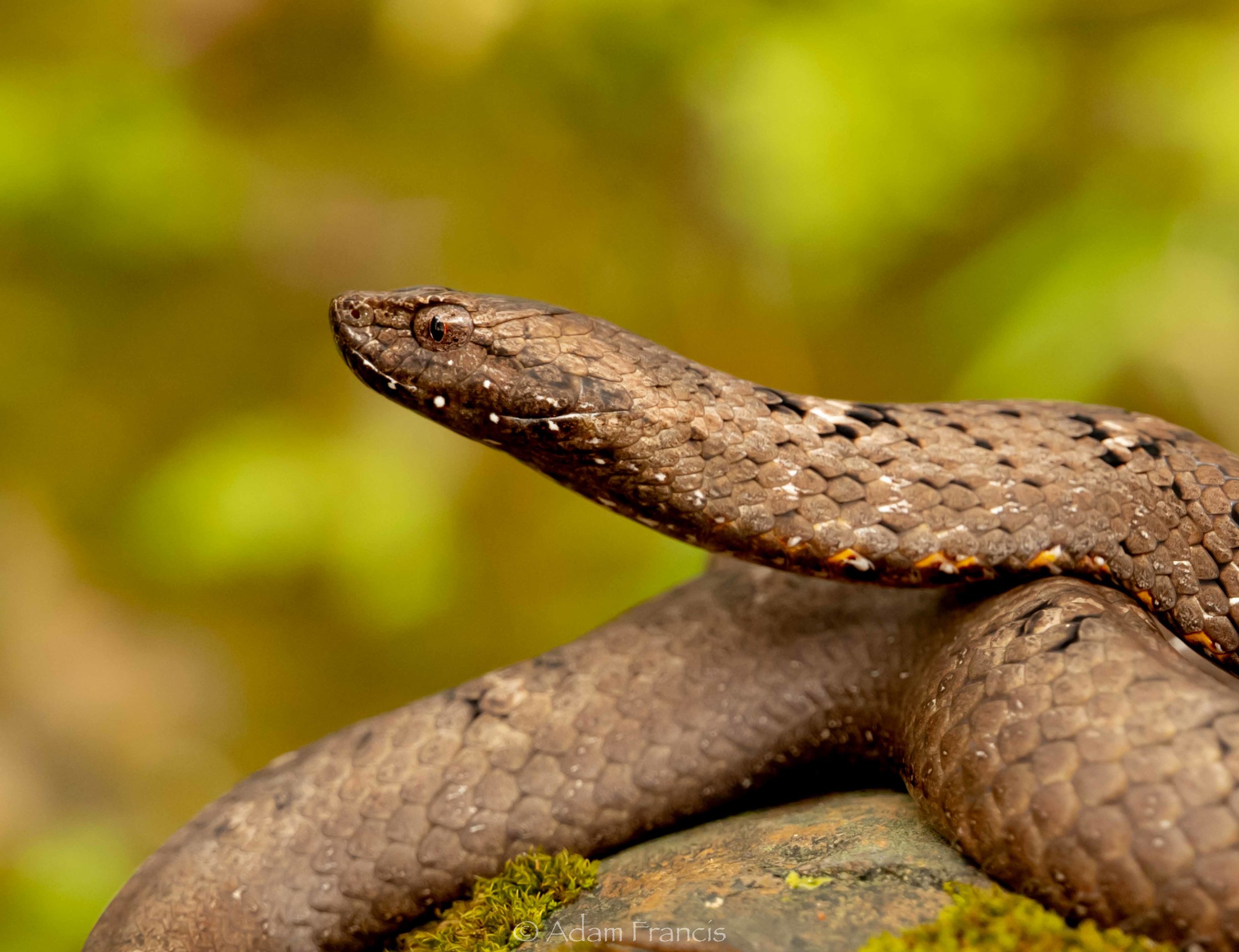 Mock Viper - Psammodynastes pulverulentus