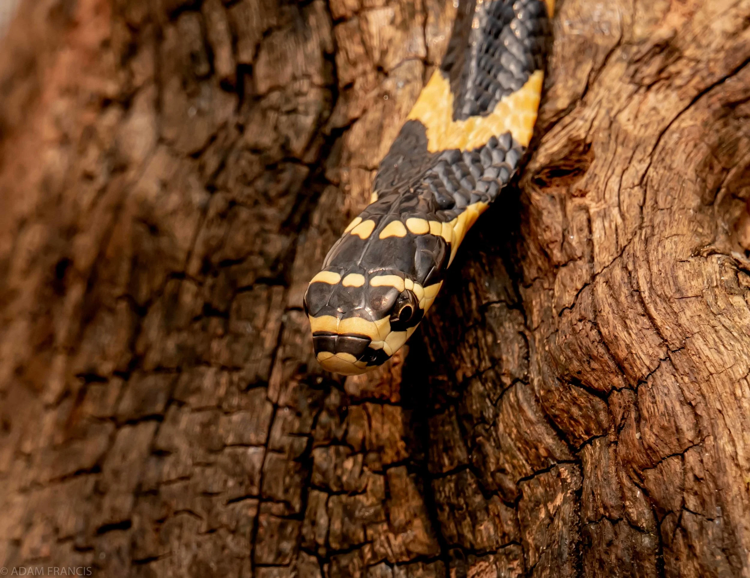 Juvenile King Cobra Occipital (Head) Scales