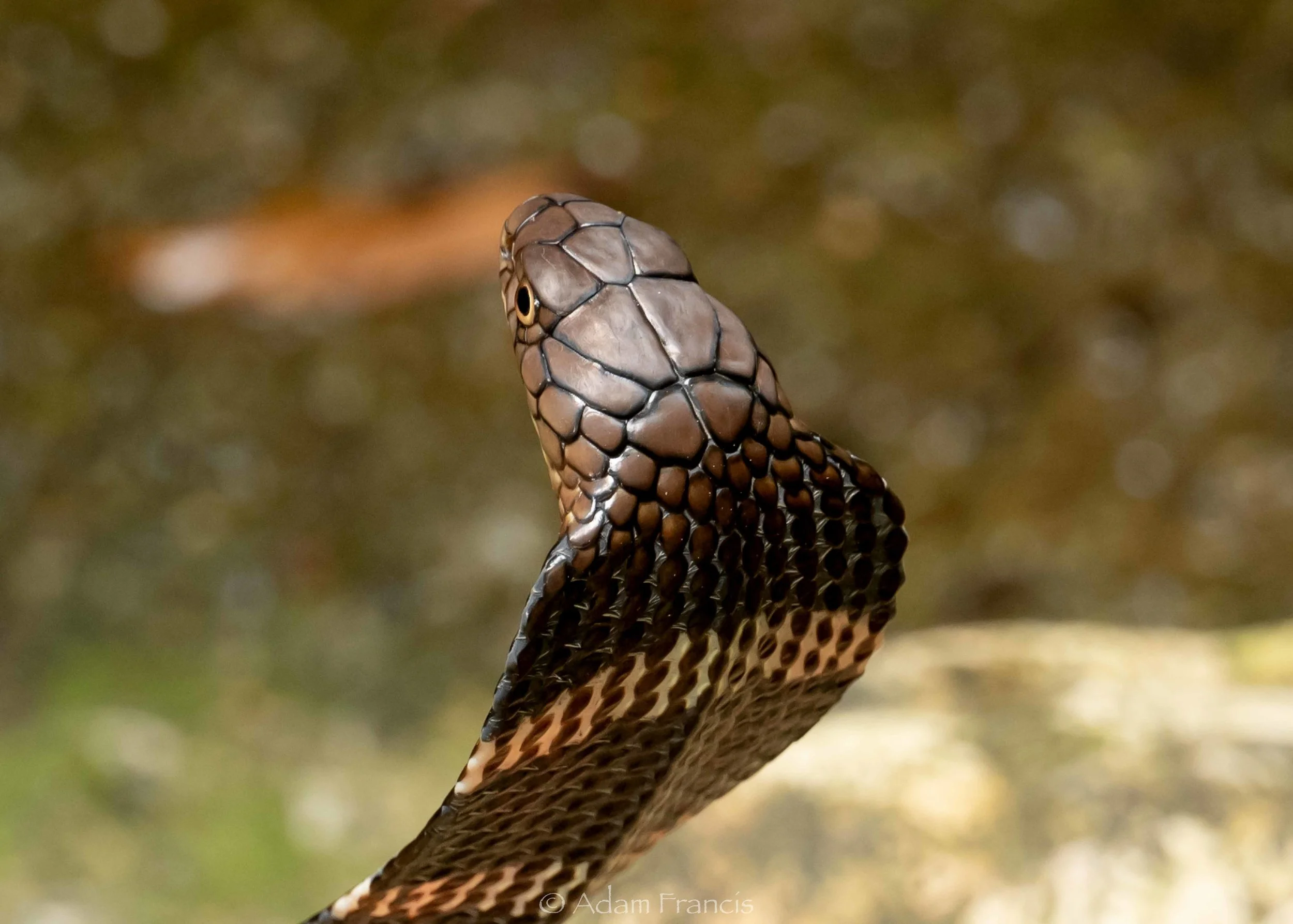 Subadult King Cobra Occipital (Head) Scales