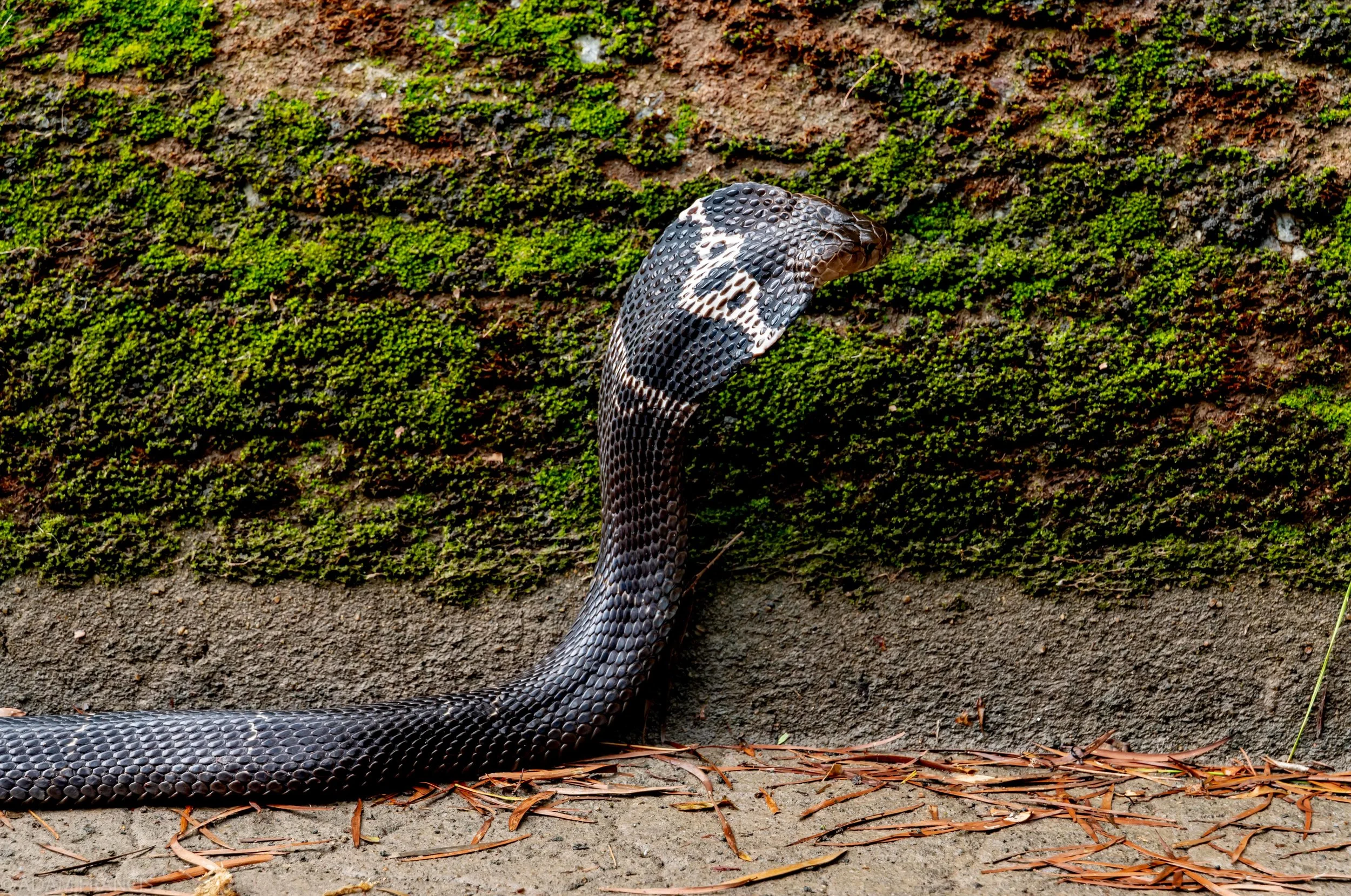 Chinese Cobra with Monocle Markings Across the Hood