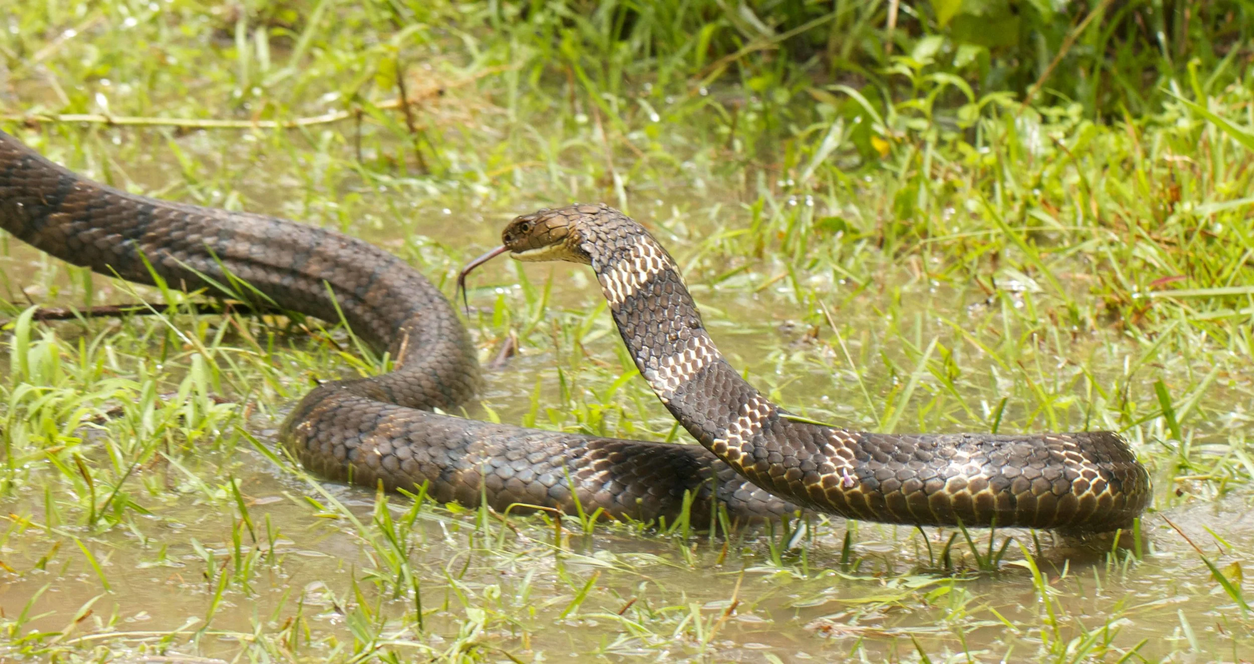 Mature King Cobra ~3+ Meters Long