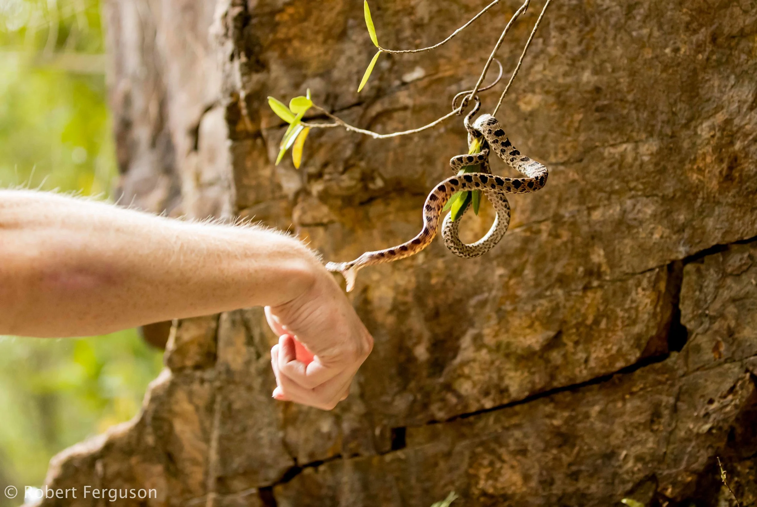 A Missed Strike from the Large Spotted Cat Snake