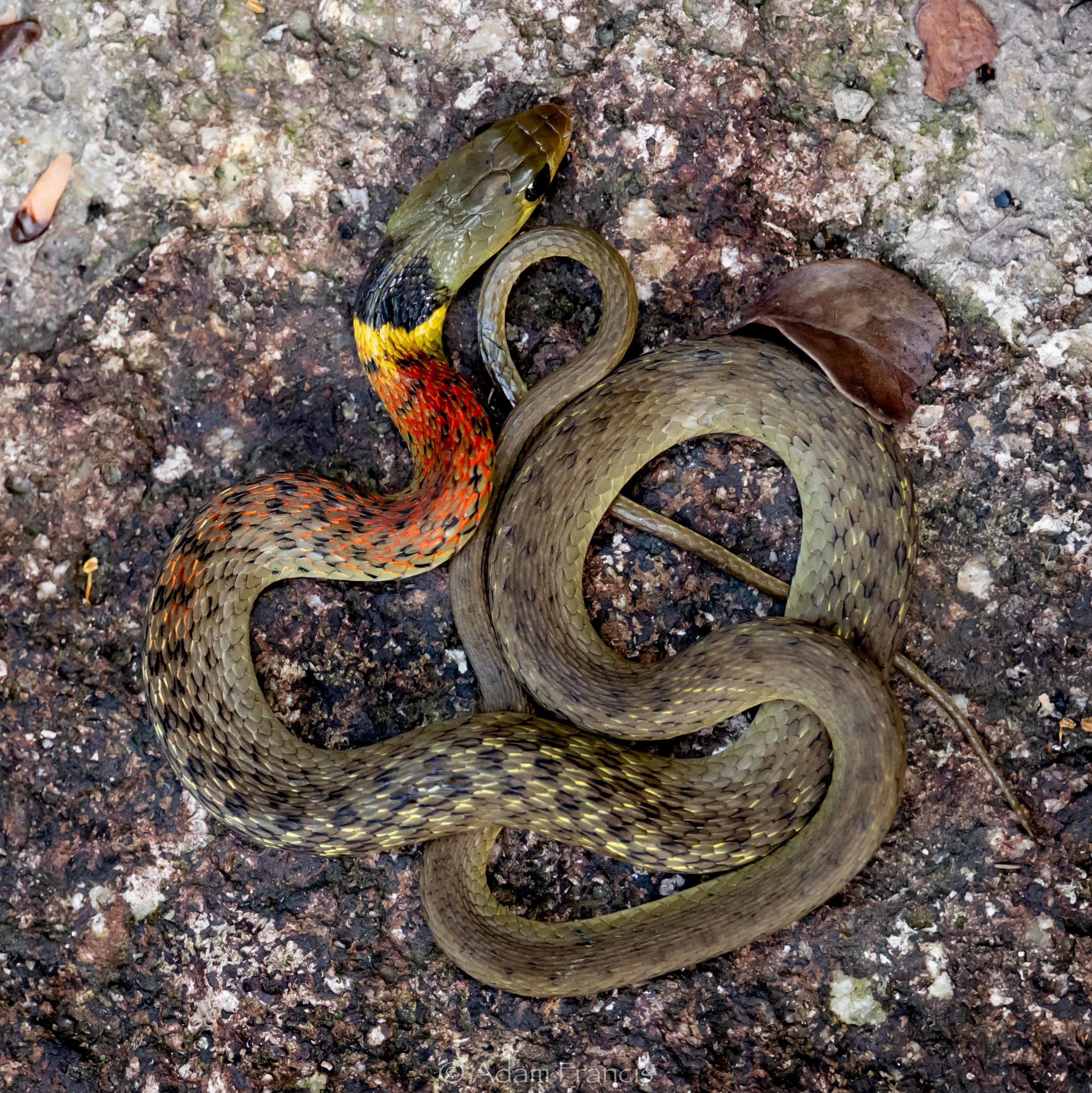 RED NECK KEELBACK