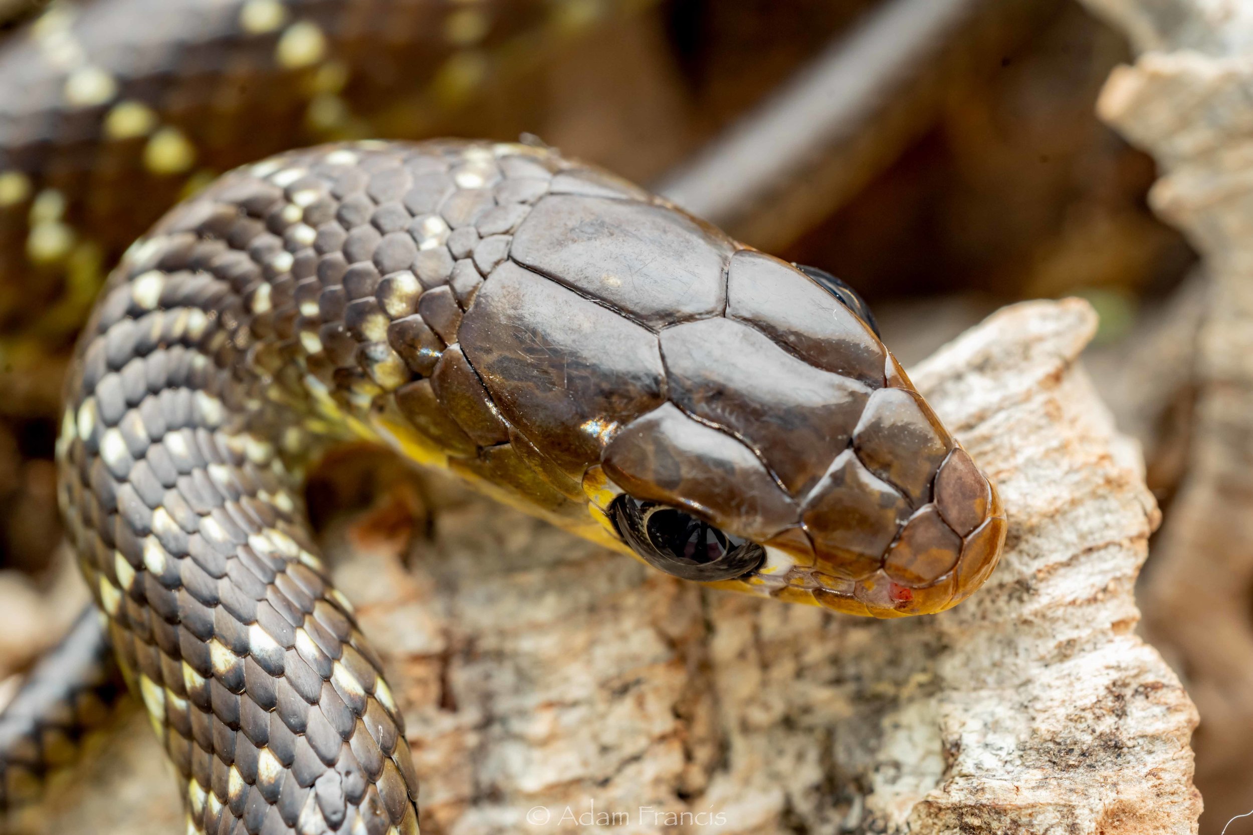 Indo Chinese Rat Snake - Ptyas korros