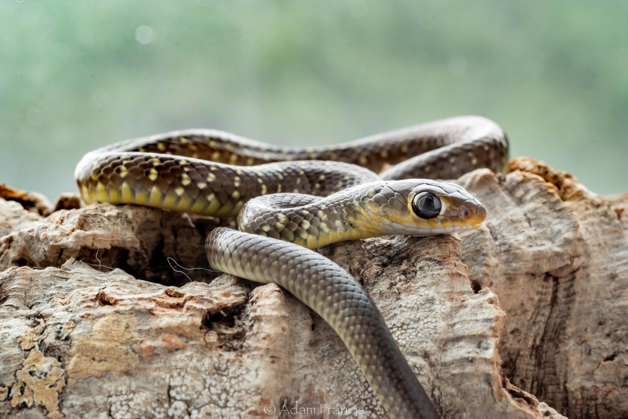 Indo Chinese Rat Snake - Ptyas korros