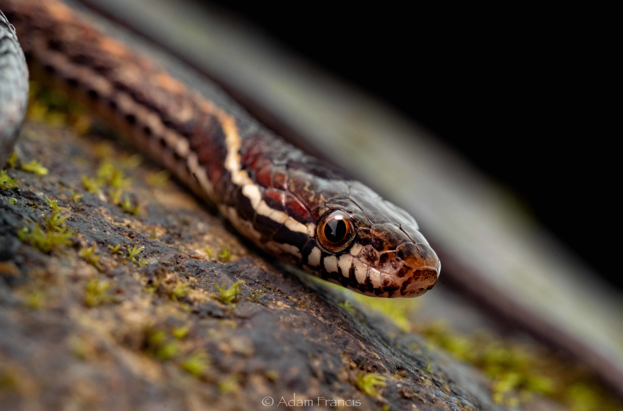 White-browed Keelback - Hebius boulengeri