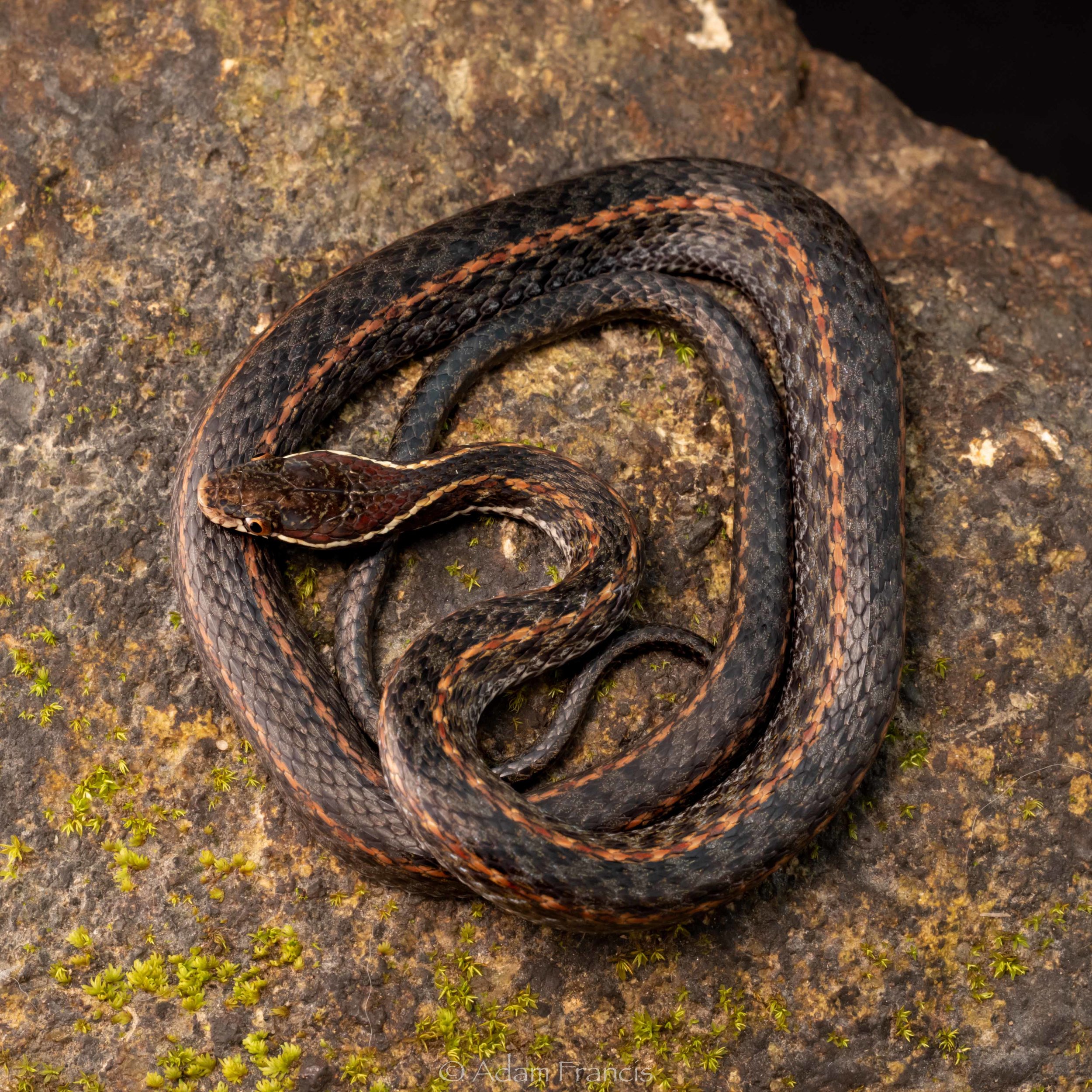 KEELBACK - WHITE-BROWED