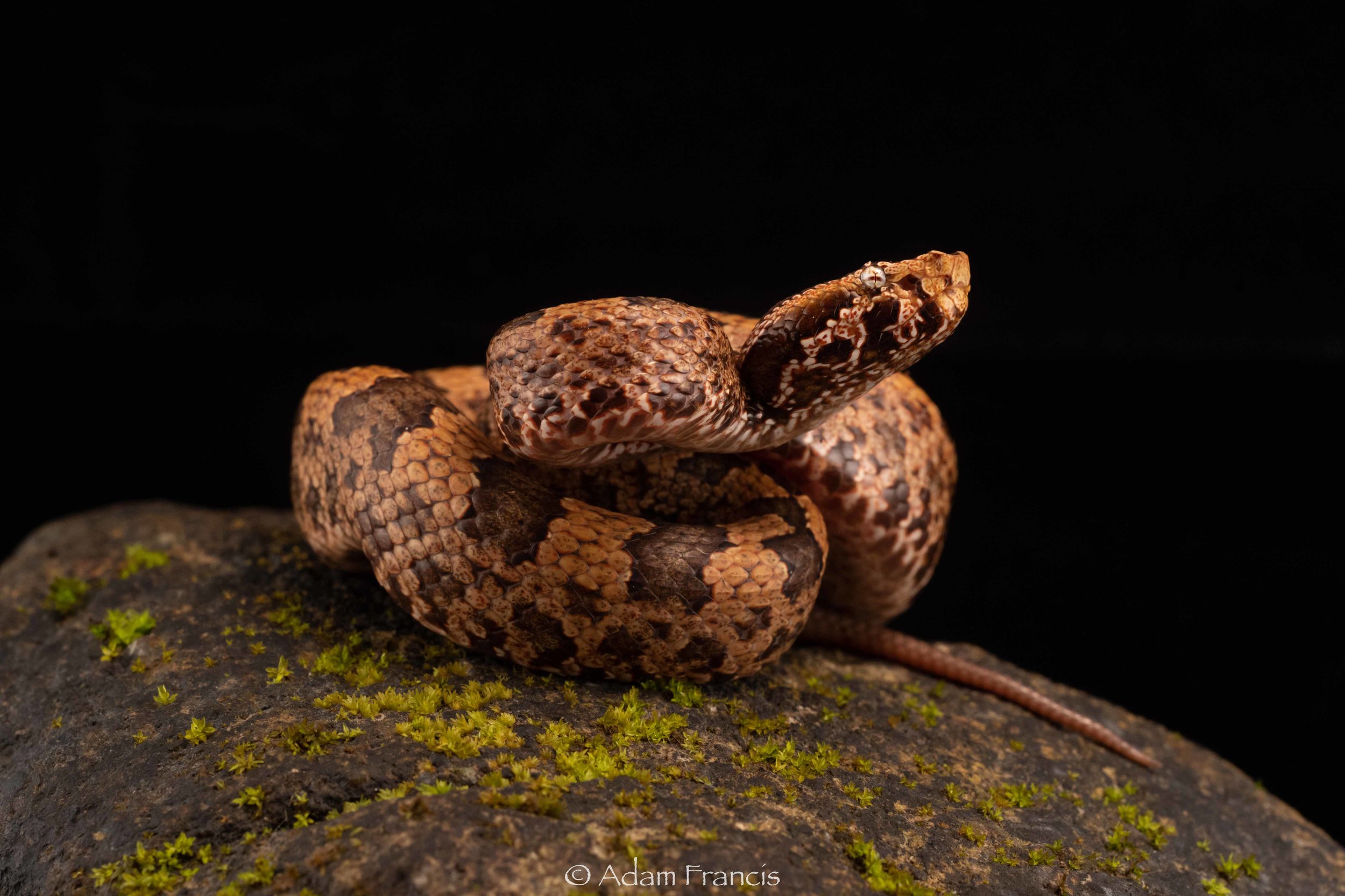 Mountain Pit Viper - Ovophis tonkinensis
