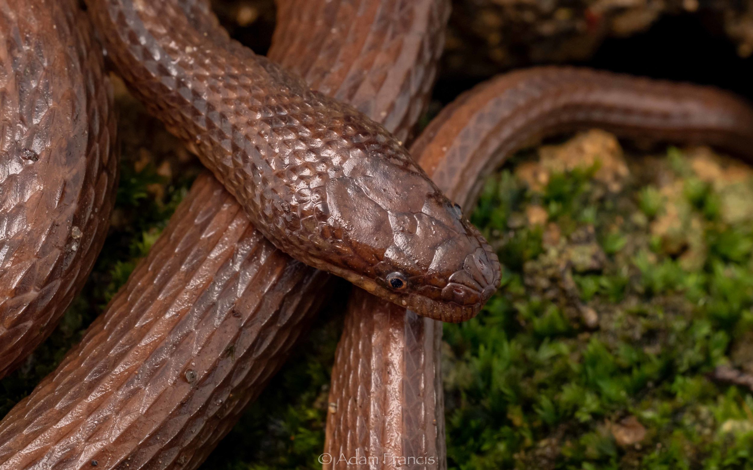 Striped Stream Snake - Opisthotropis balteata