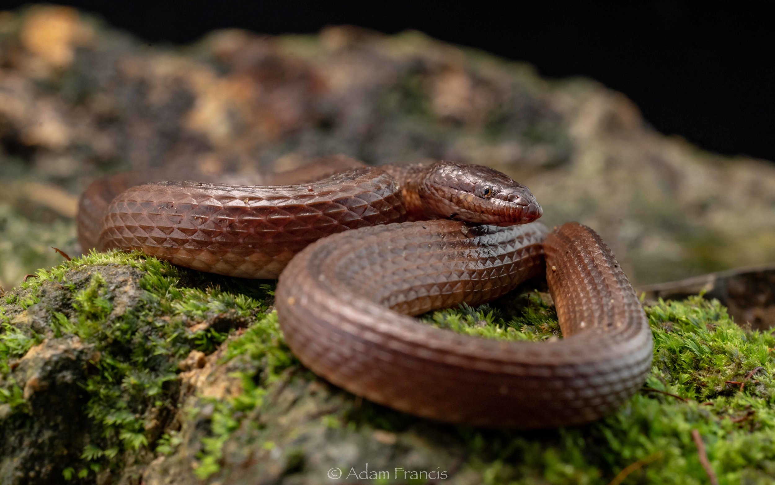 Striped Stream Snake - Opisthotropis kuatunensis