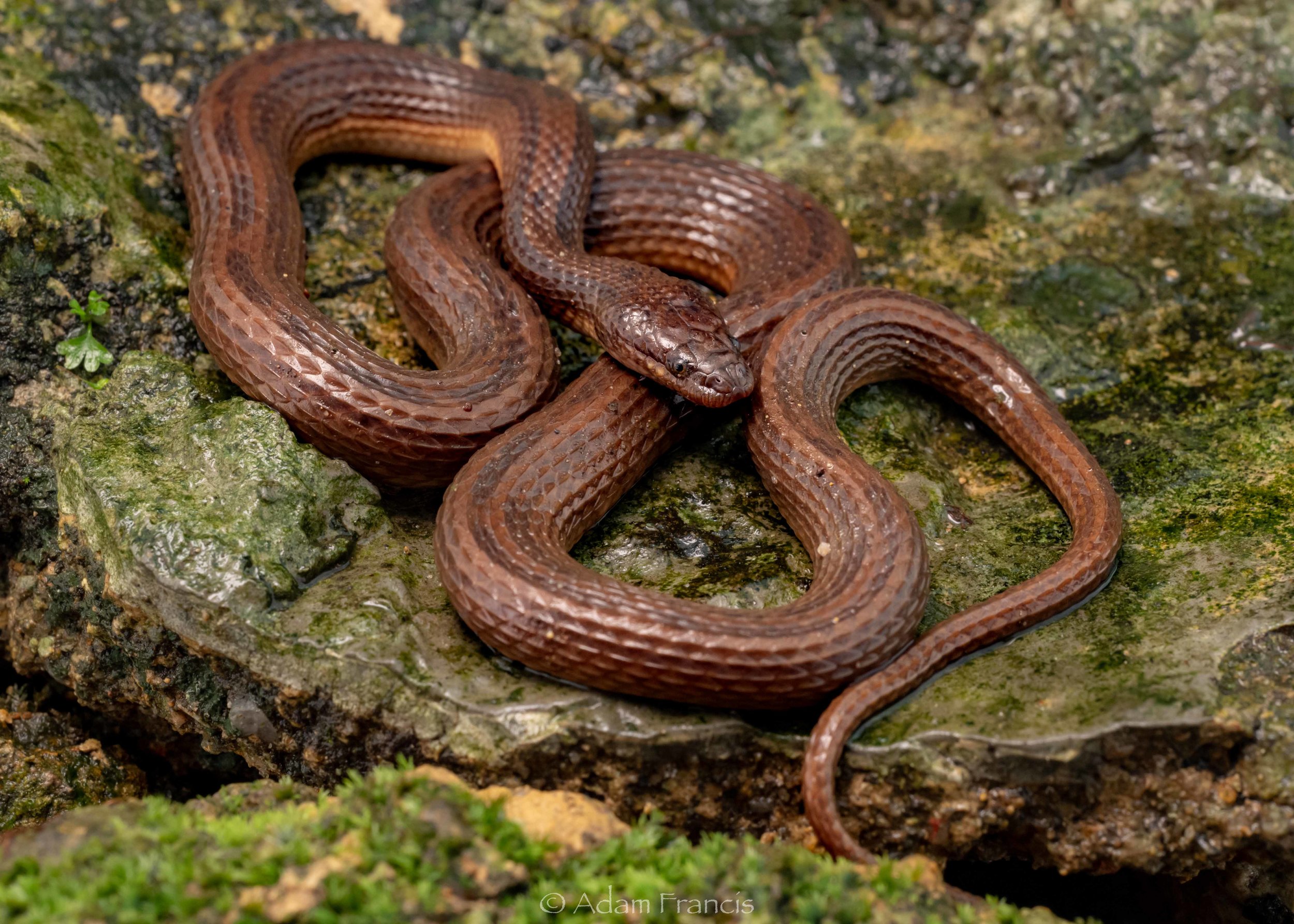 Striped Stream Snake - Opisthotropis balteata