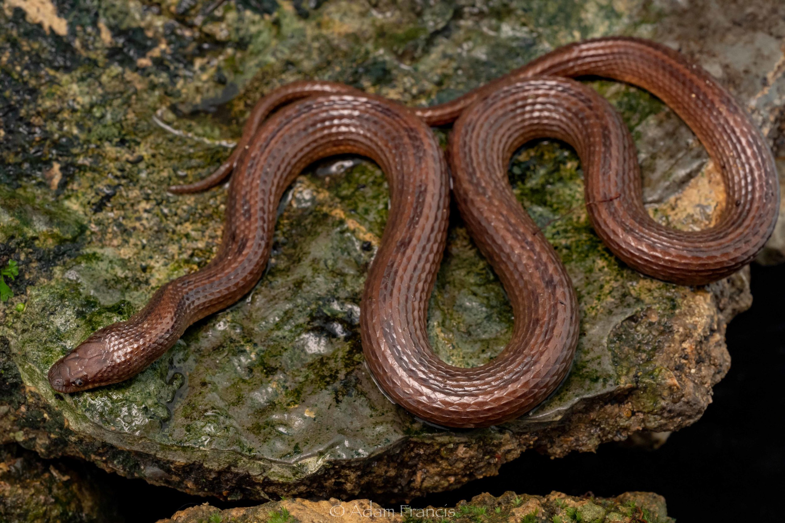 Striped Stream Snake - Opisthotropis kuatunensis