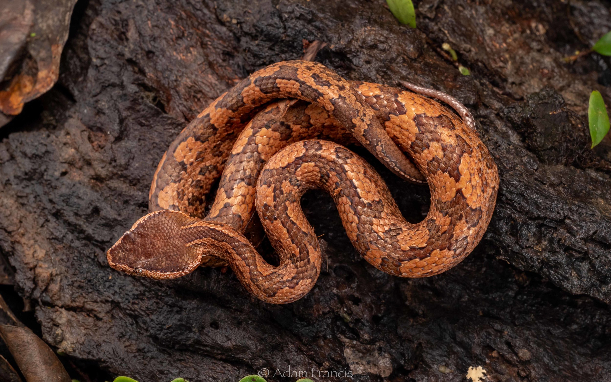 Mountain Pit Viper - Ovophis tonkinensis