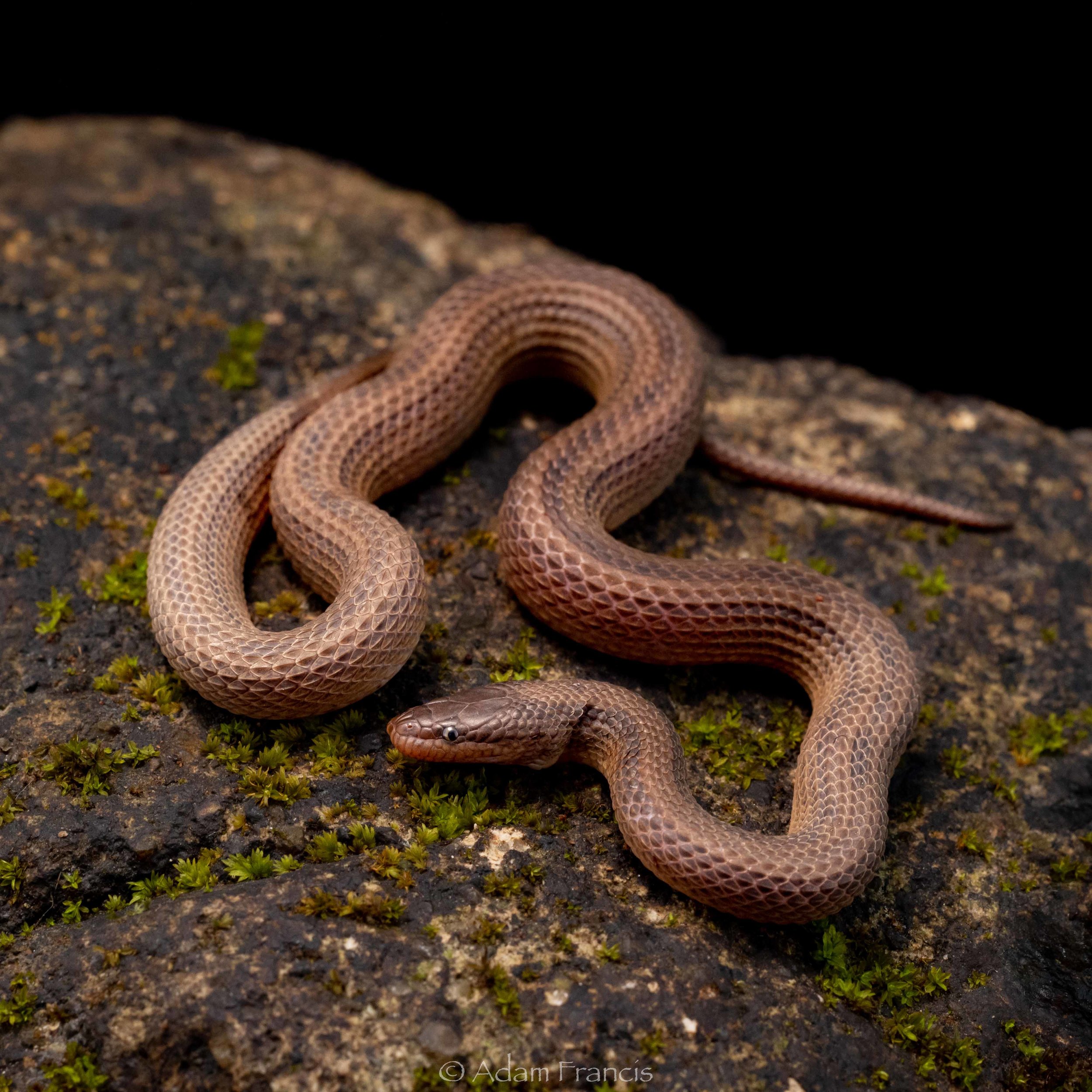 STREAM SNAKE - STRIPED