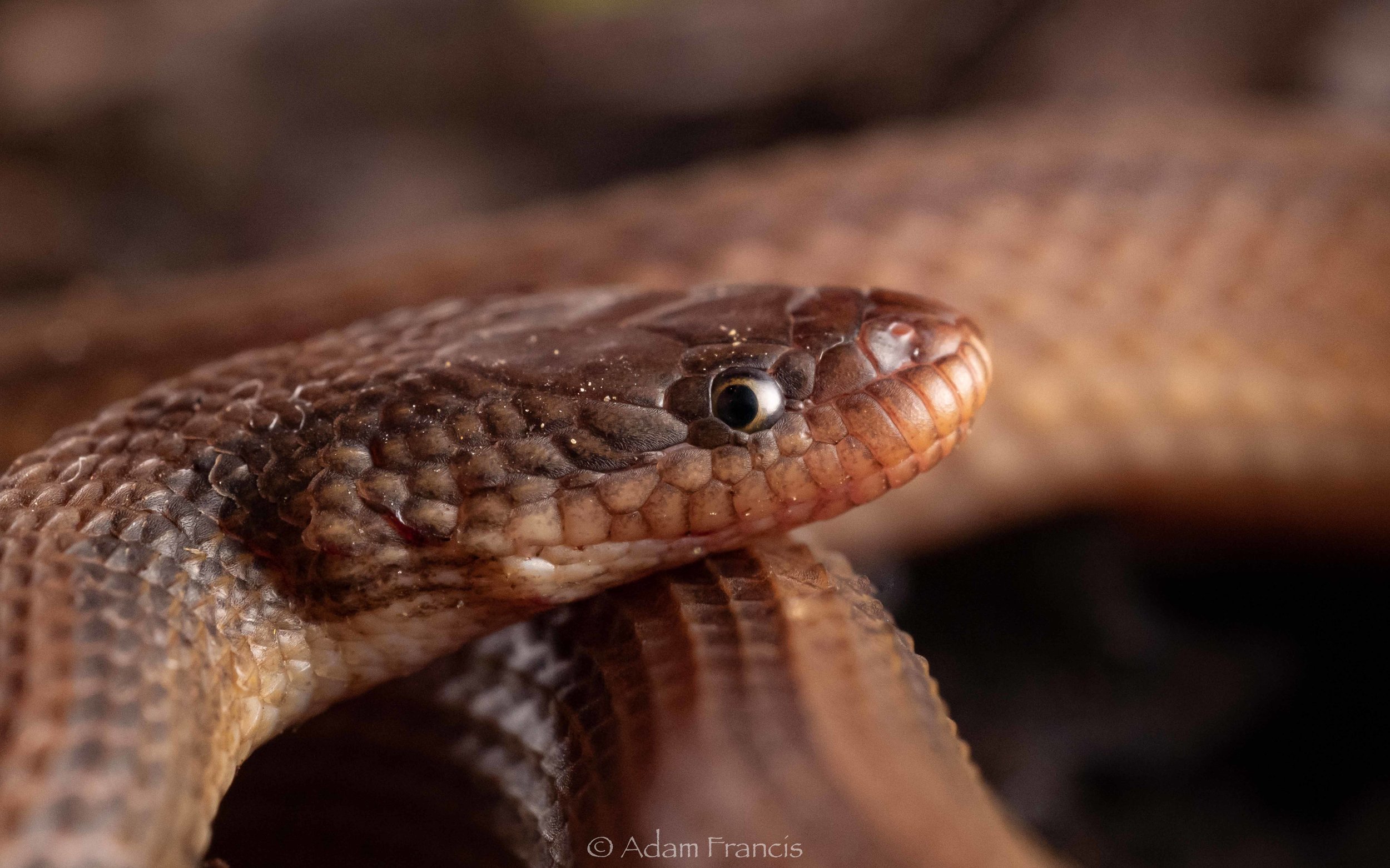 Striped Stream Snake - Opisthotropis balteata