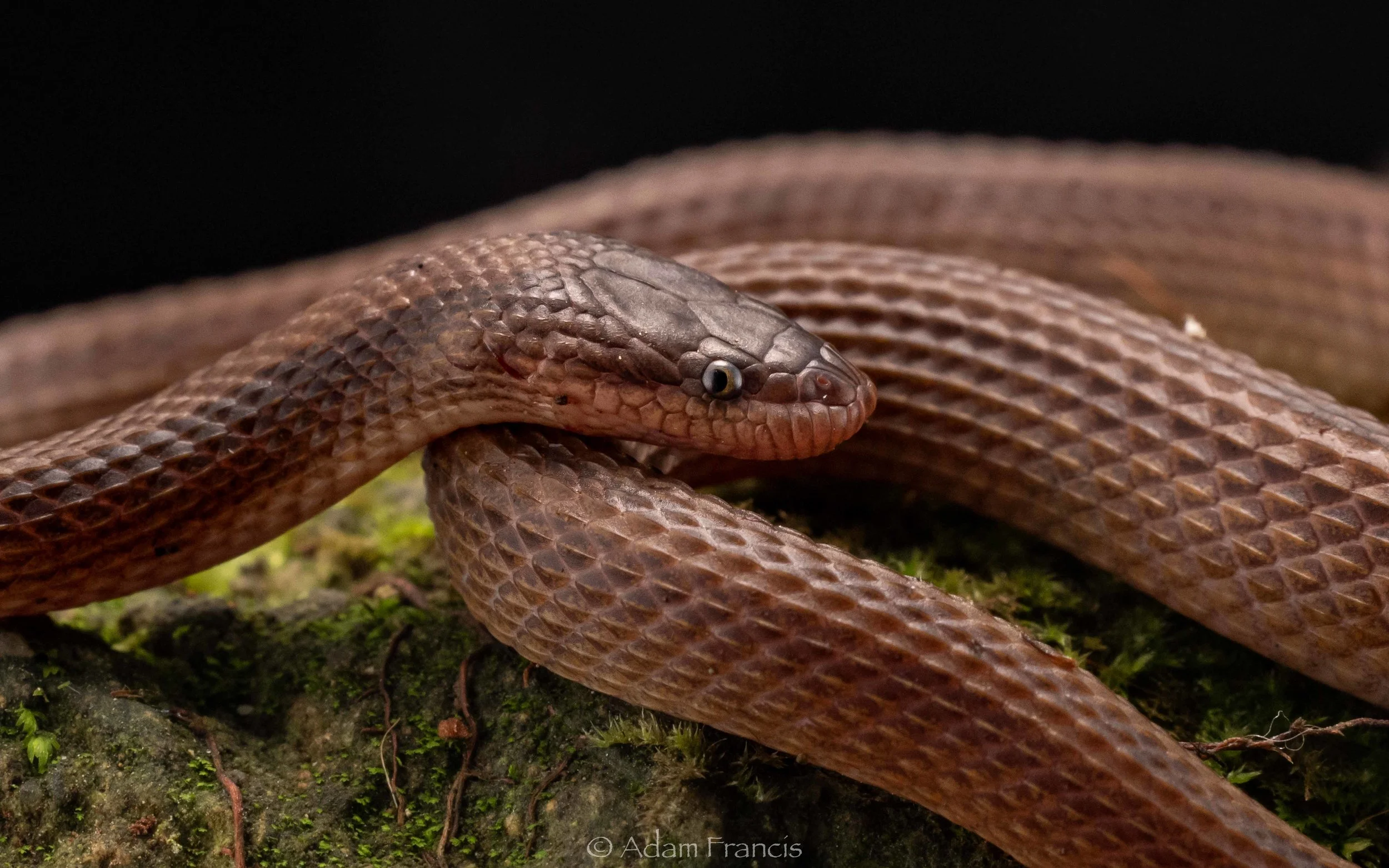 Striped Stream Snake - Opisthotropis balteata-58.jpg