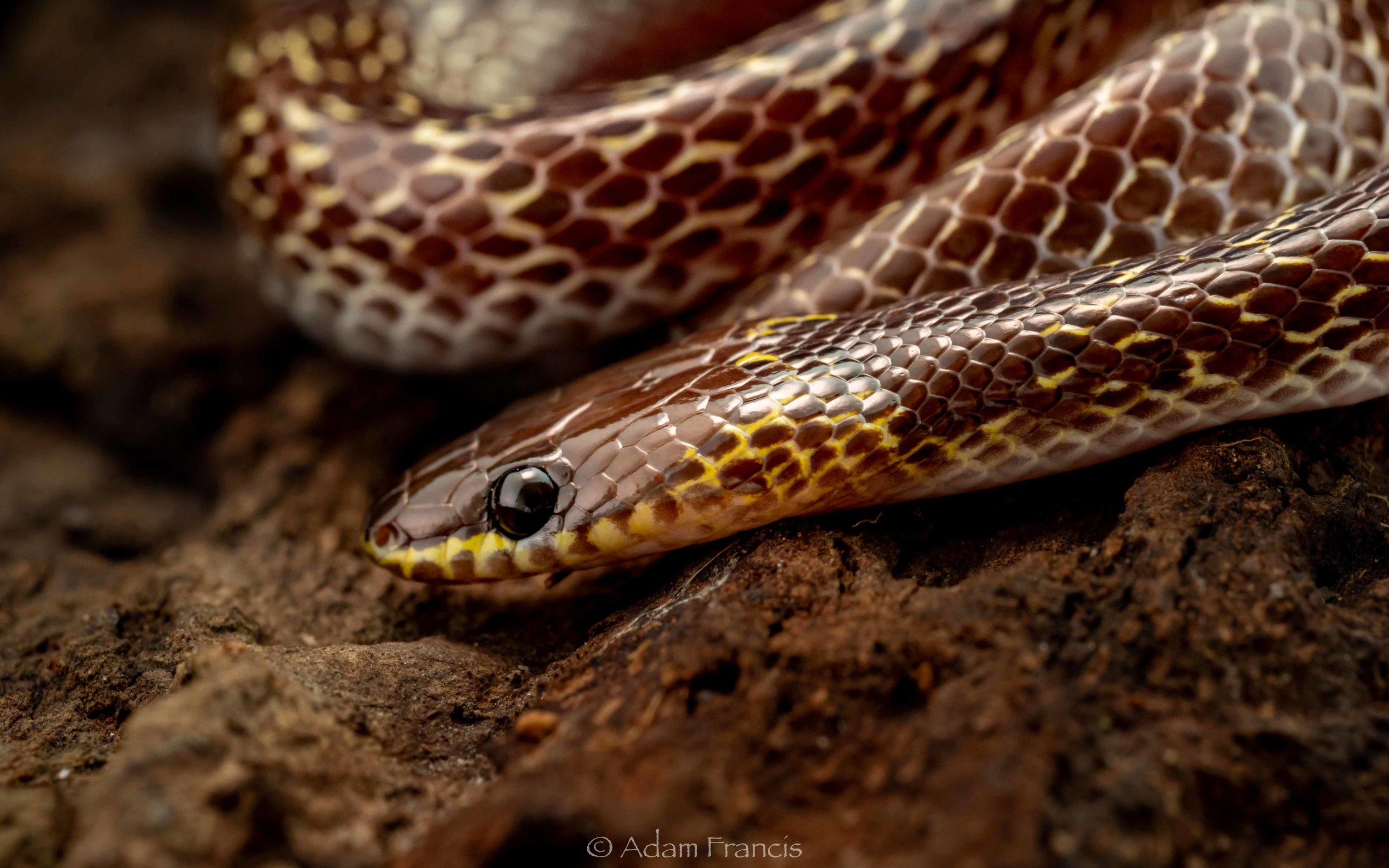 Common Wolf Snake - Lycodon capucinus