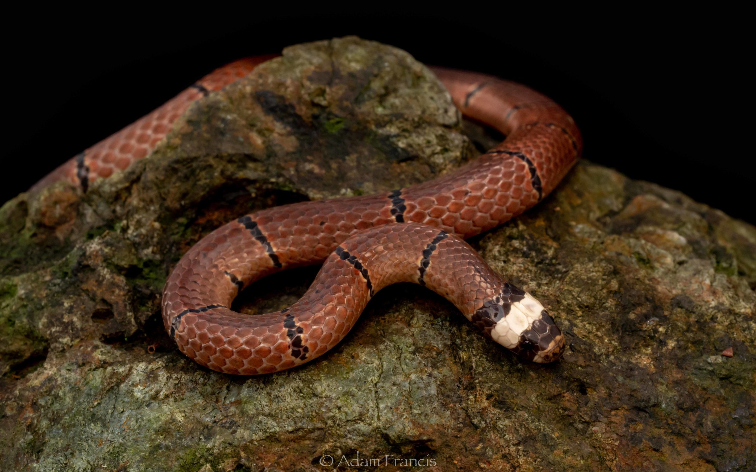 McClelland's Coral Snake - Sinomicrurus macclellandi