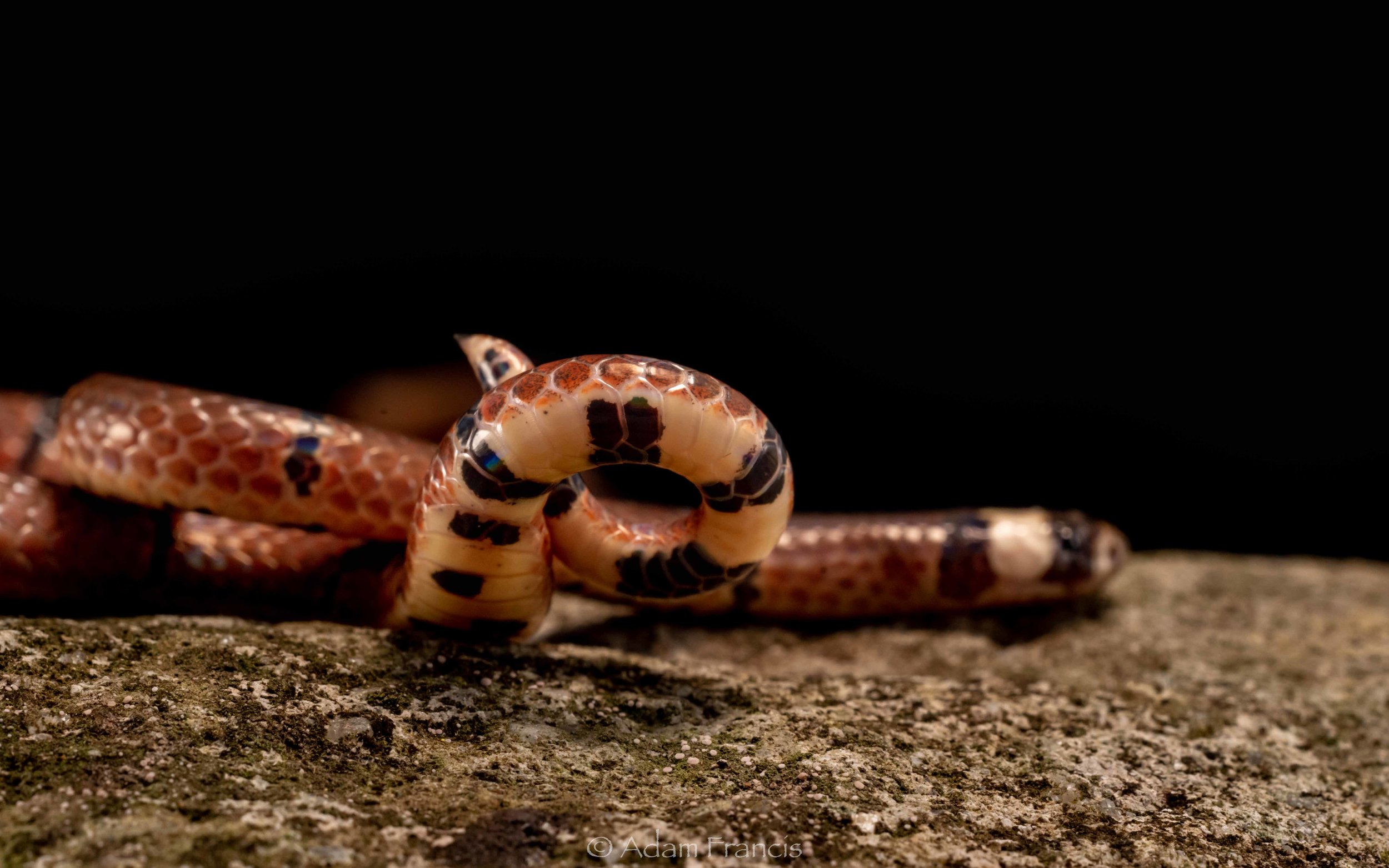 McClelland's Coral Snake - Sinomicrurus macclellandi