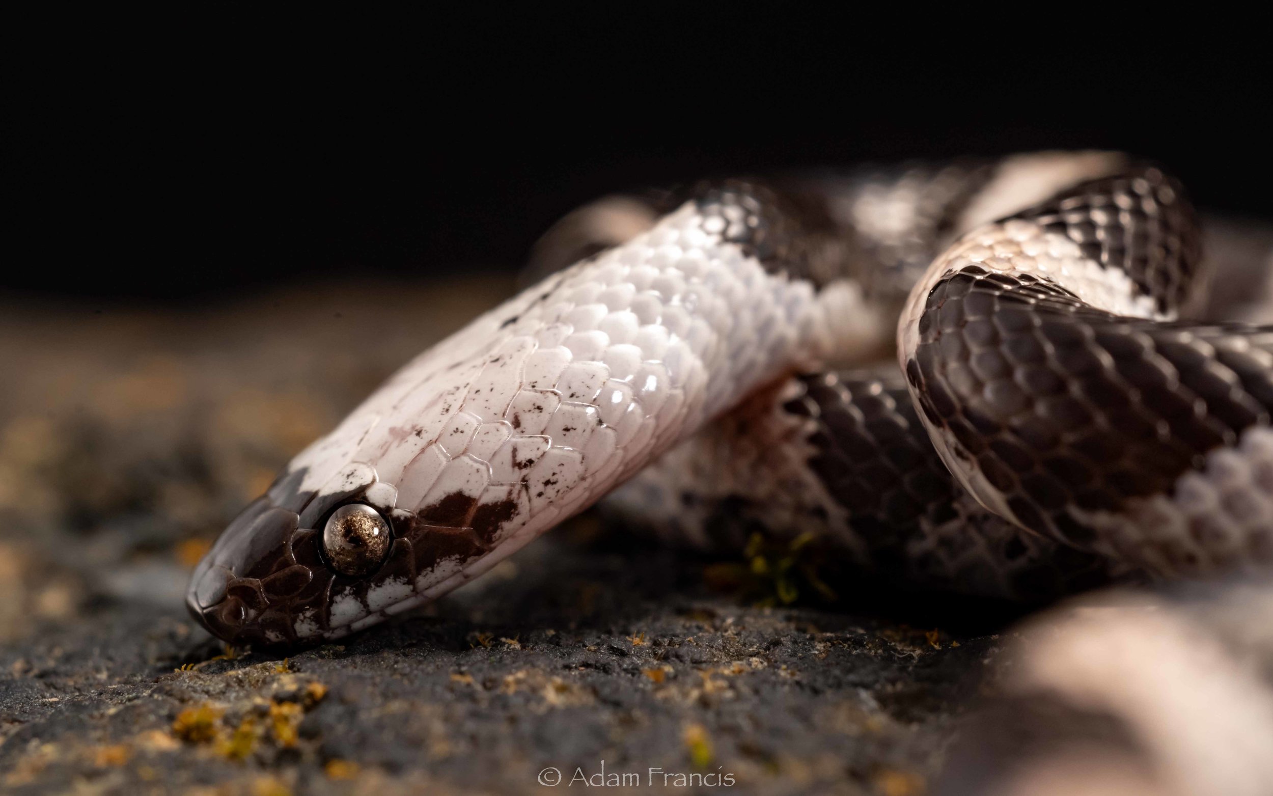 Futsings Wolf Snake - Lycodon futsingensis