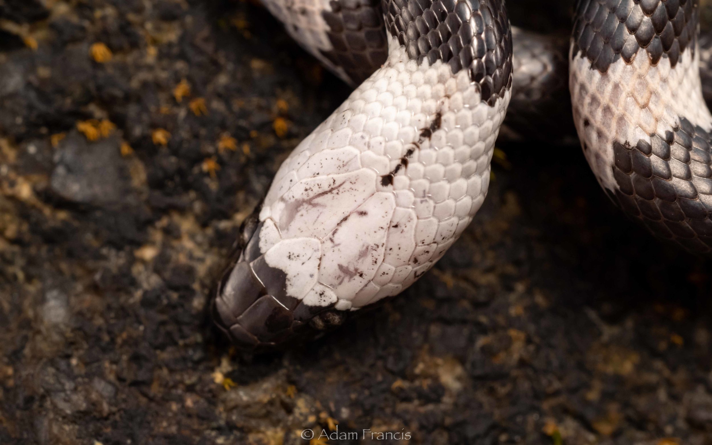 Futsings Wolf Snake - Lycodon futsingensis