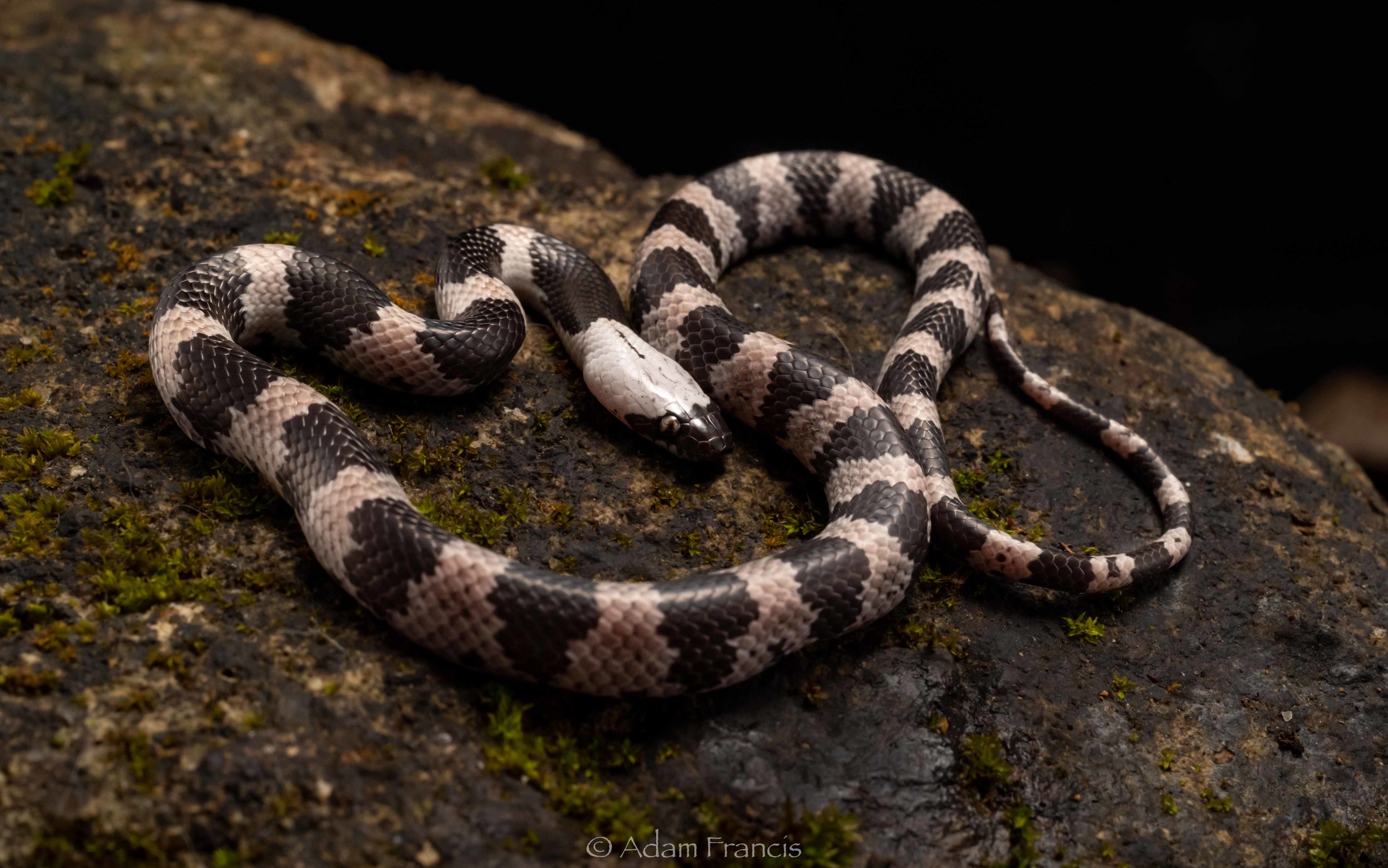 Futsings Wolf Snake - Lycodon futsingensis