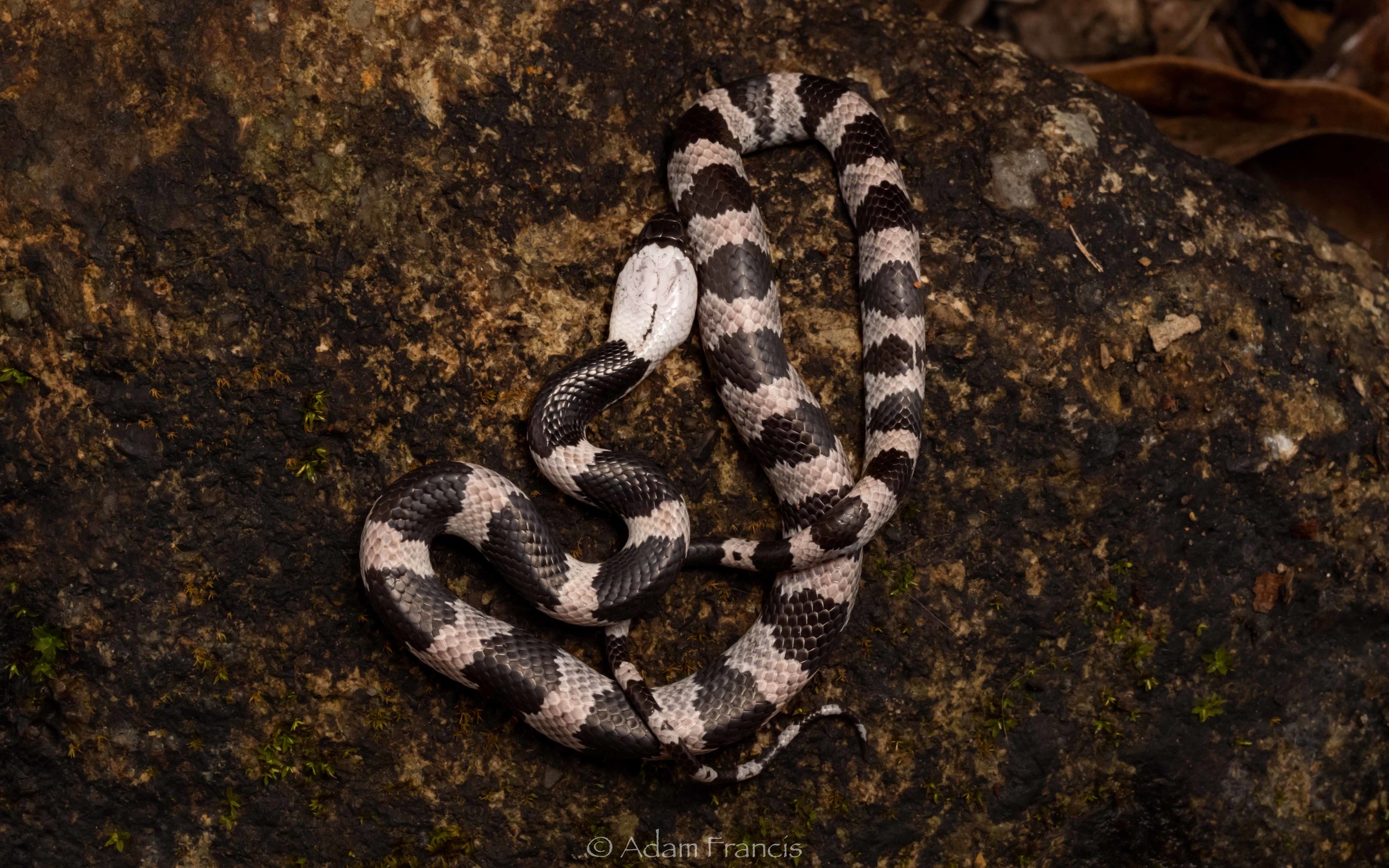 Futsings Wolf Snake - Lycodon futsingensis