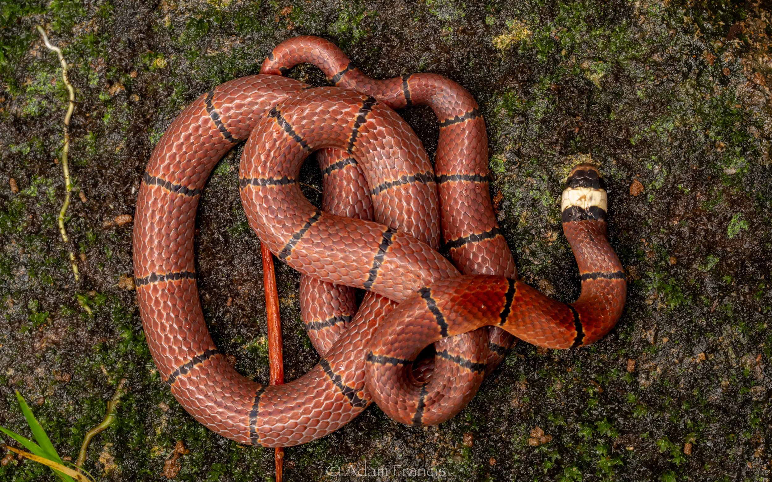 McClelland's Coral Snake - Sinomicrurus annularis