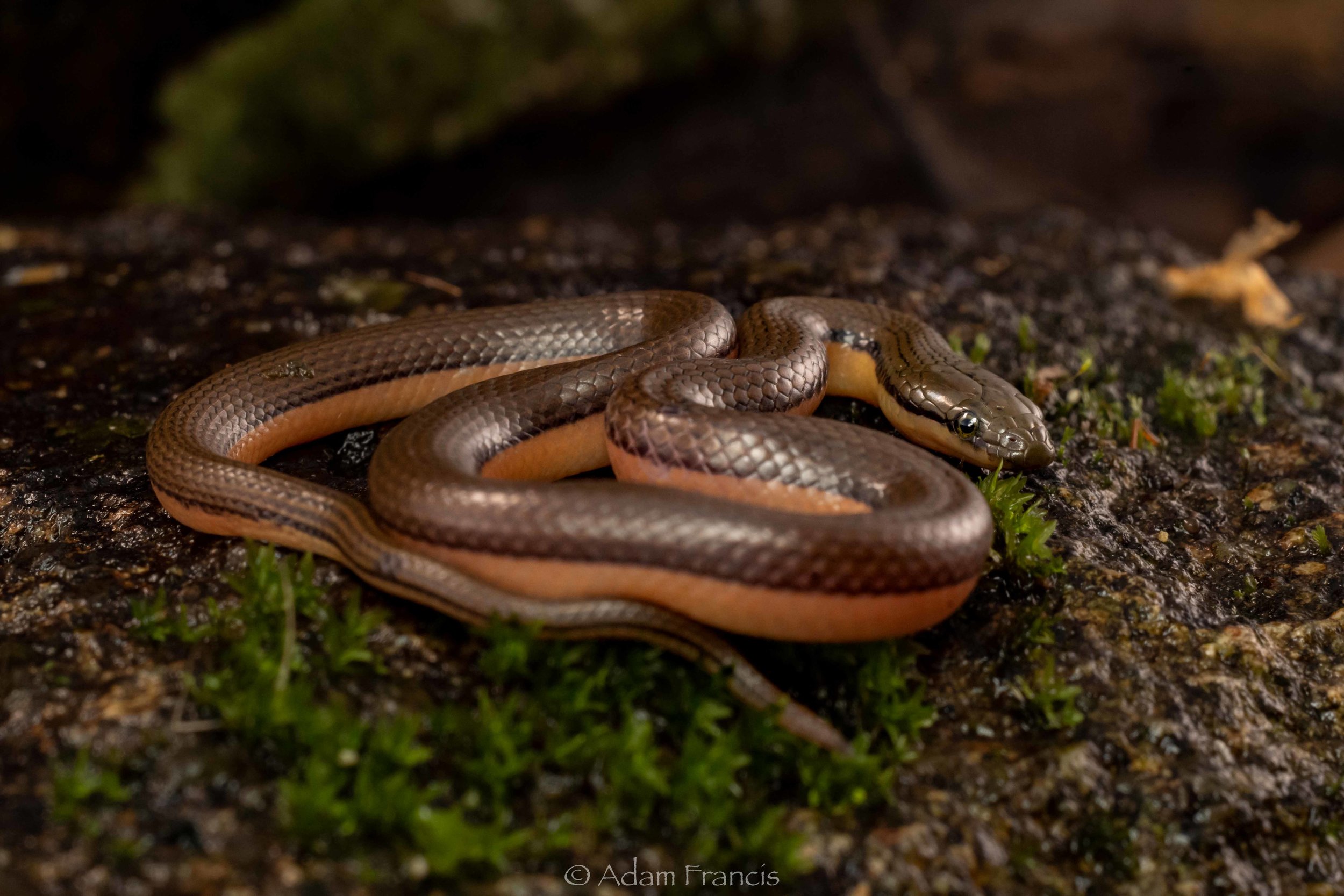 Bicoloured Stream Snake - Opisthotropis lateralis