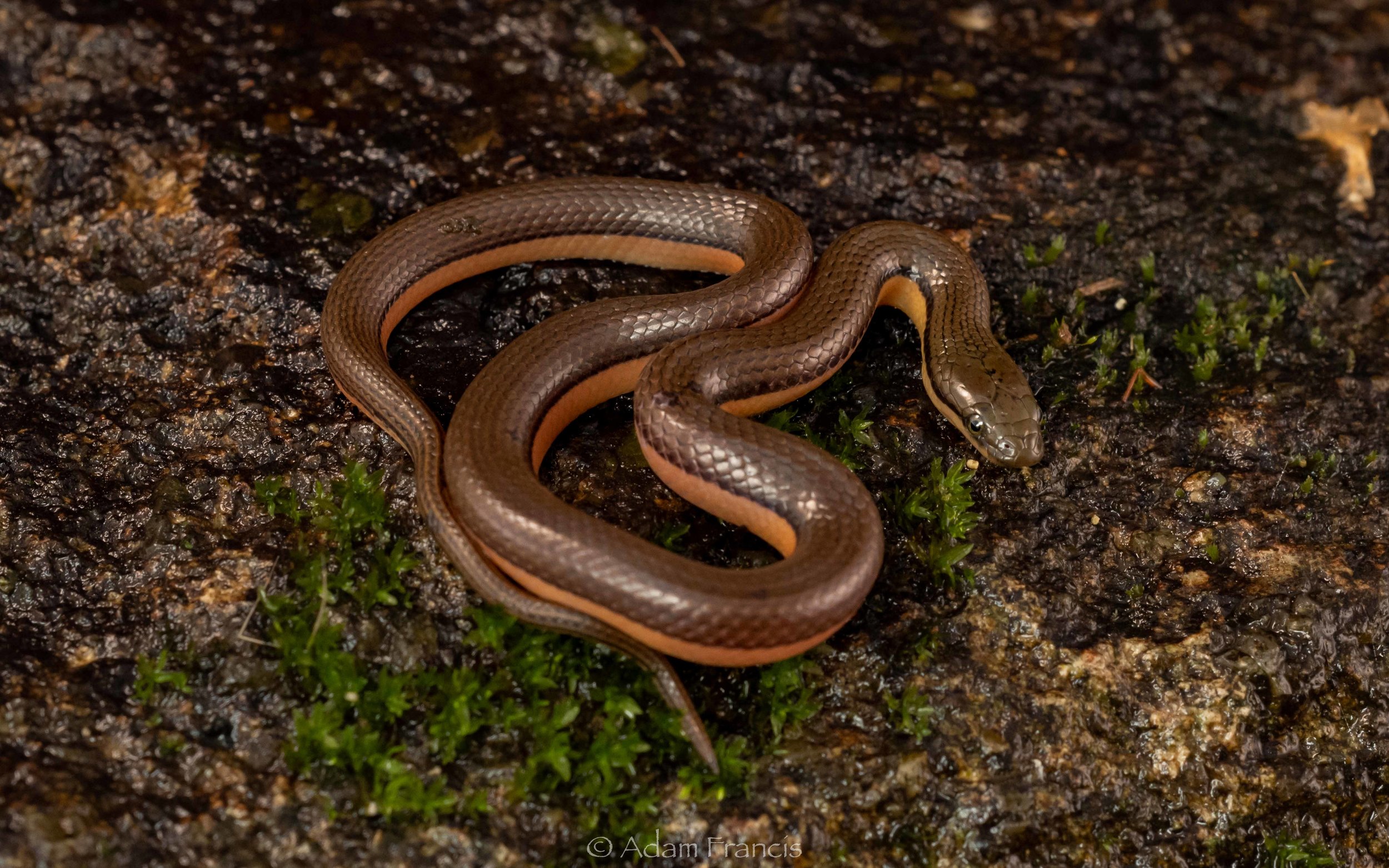 Bicoloured Stream Snake - Opisthotropis lateralis