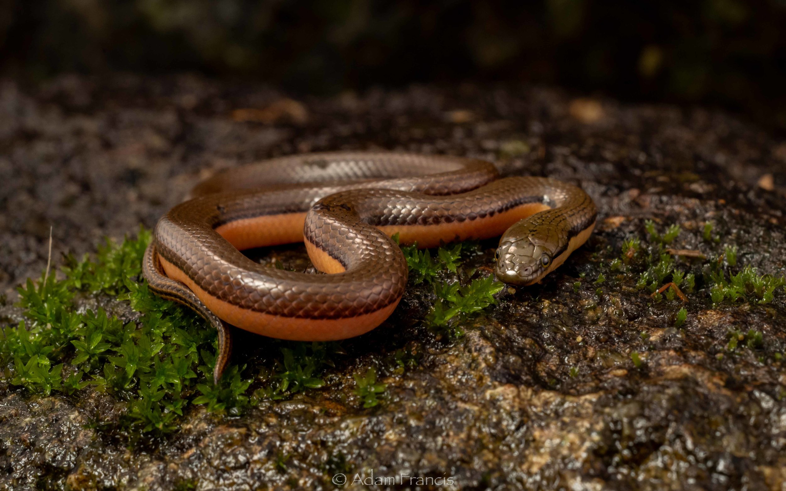 Bicoloured Stream Snake - Opisthotropis lateralis