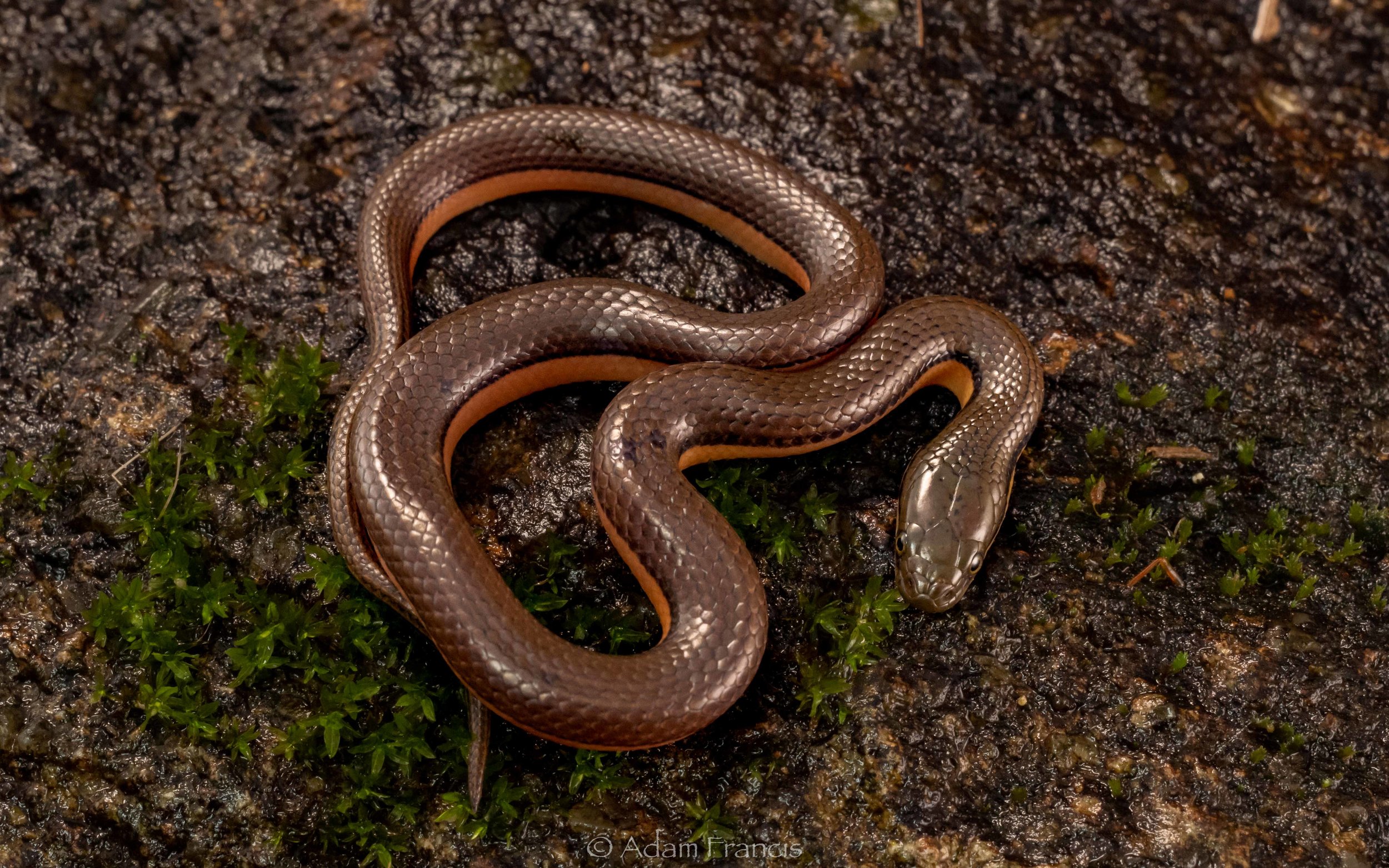 Bicoloured Stream Snake - Opisthotropis lateralis