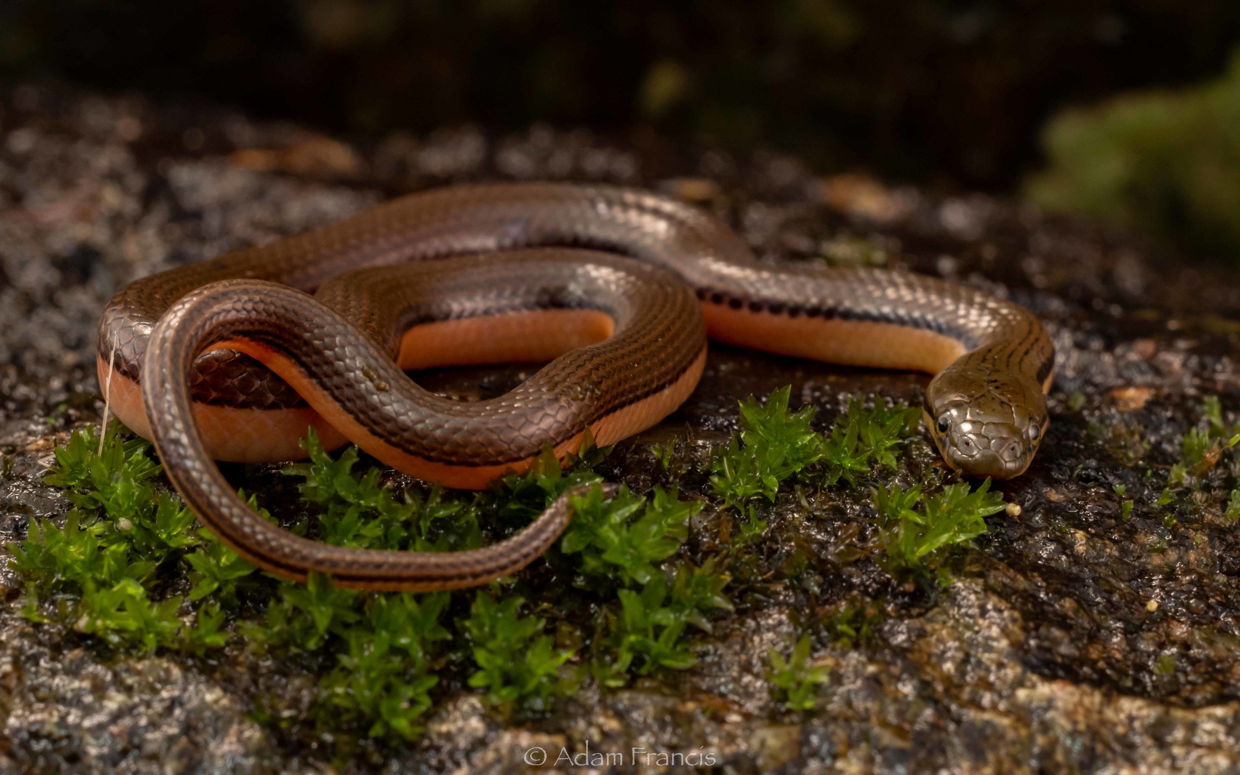 Bicoloured Stream Snake - Opisthotropis lateralis