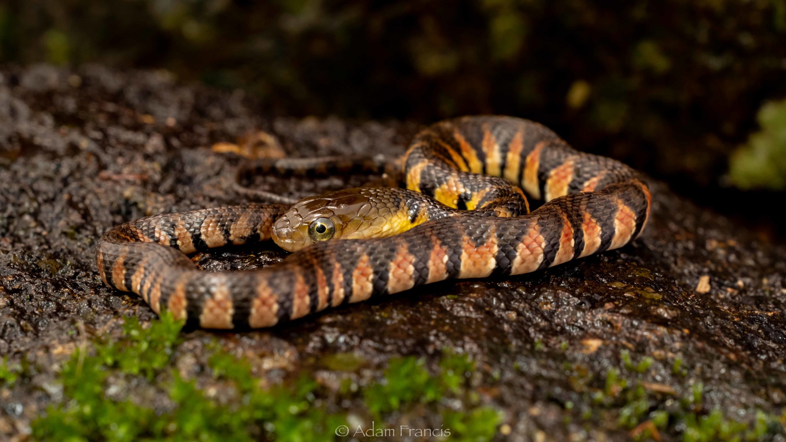 Mountain Water Snake - Sinonatrix percarinata percarinata