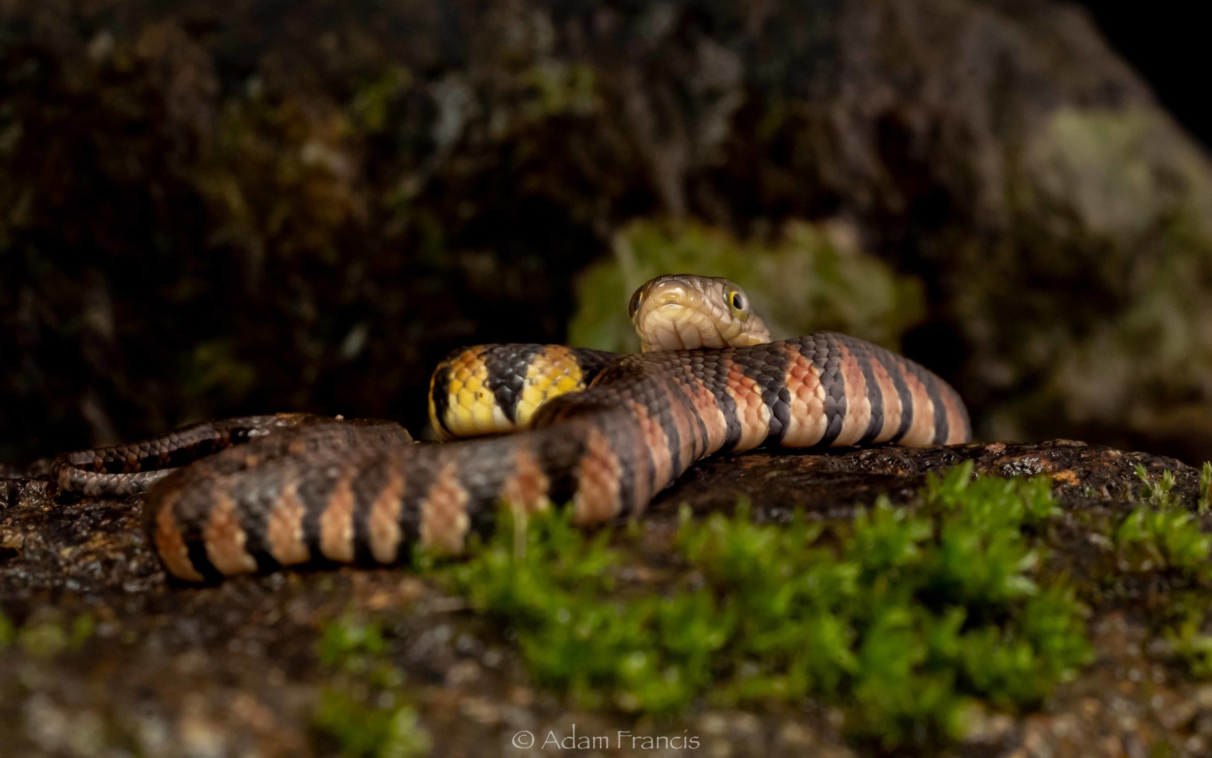Mountain Water Snake - Sinonatrix percarinata percarinata