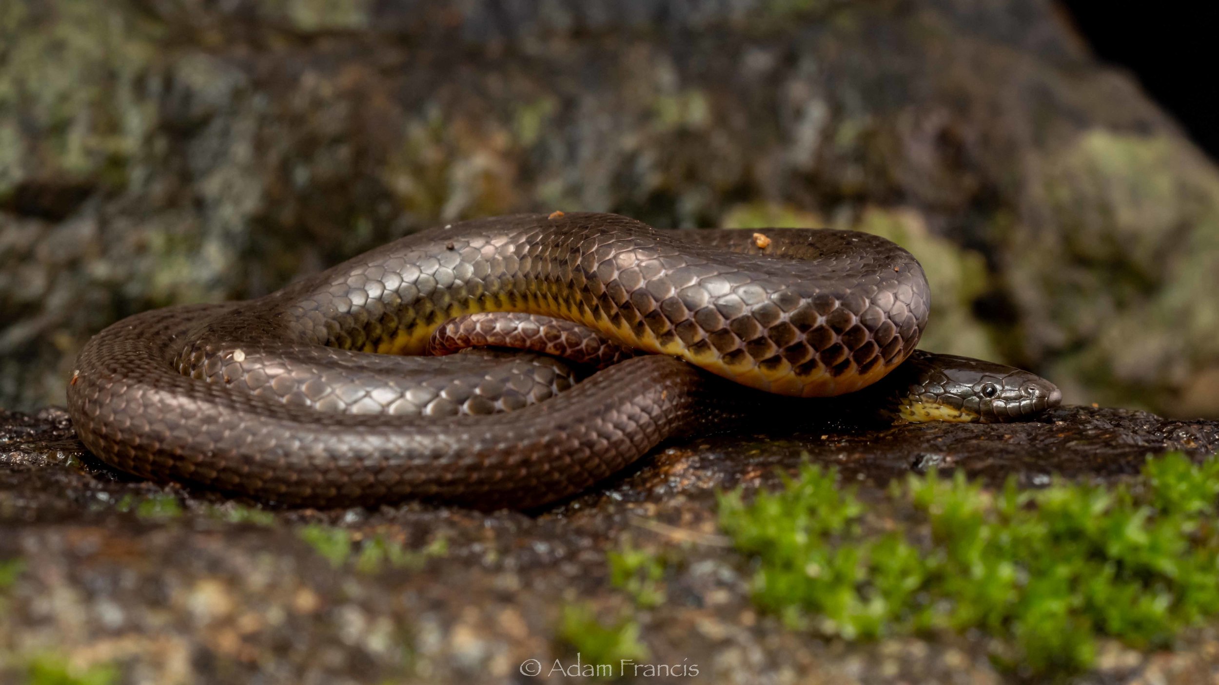 Anderson's Stream Snake - Opisthotropis andersonii
