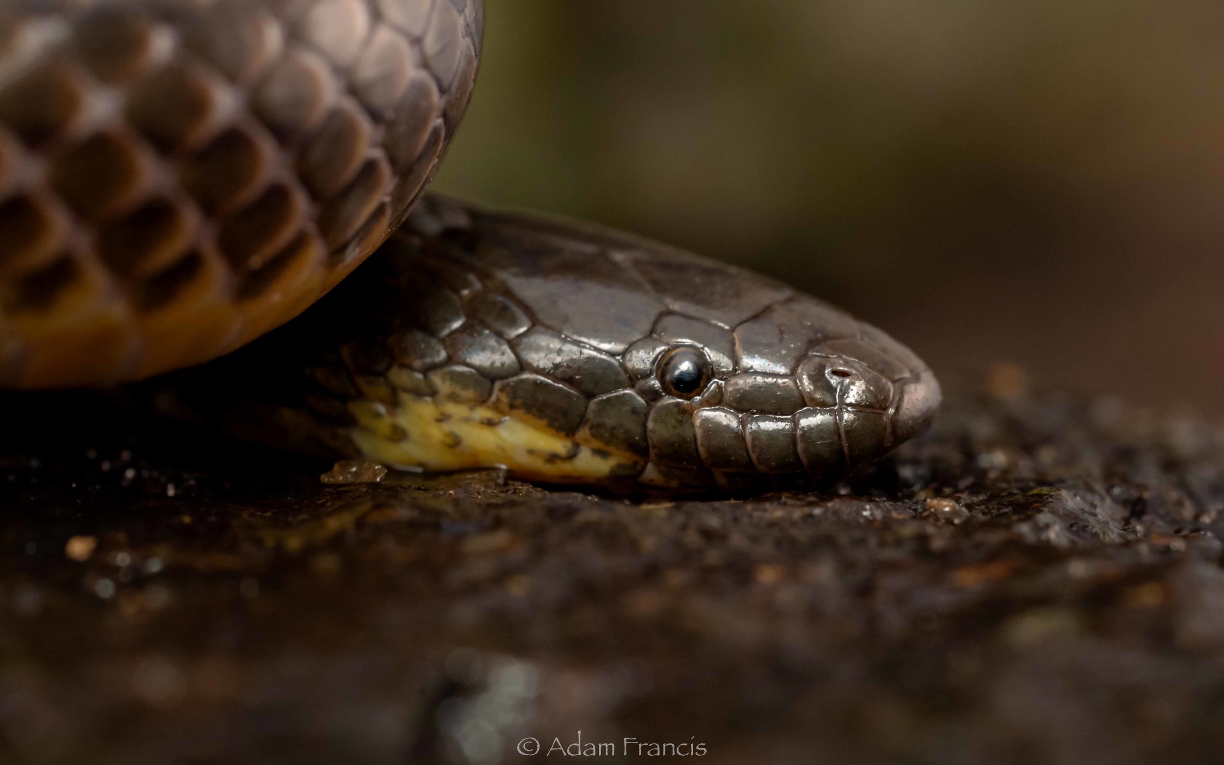 Anderson's Stream Snake - Opisthotropis andersonii