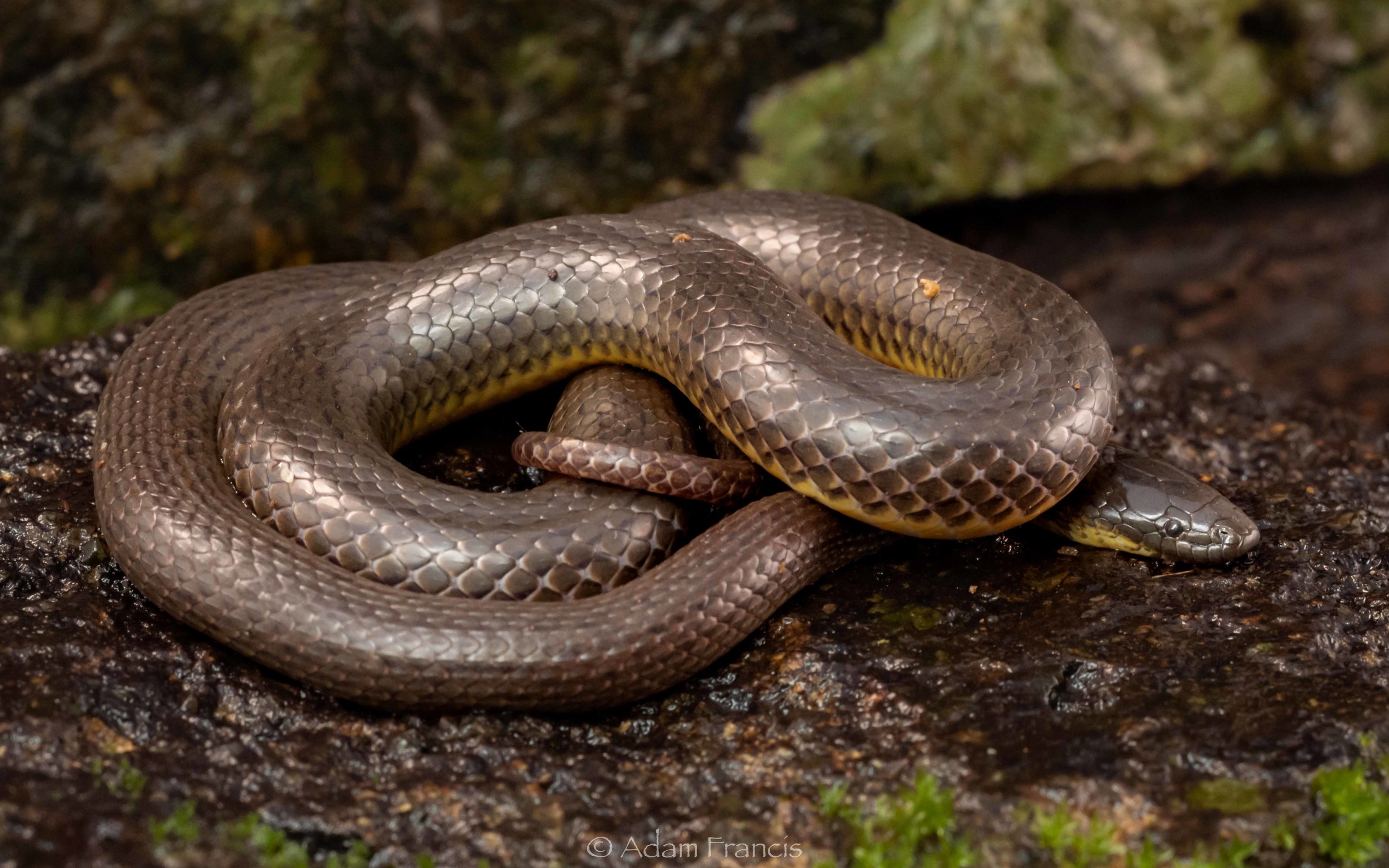 Anderson's Stream Snake - Opisthotropis andersonii
