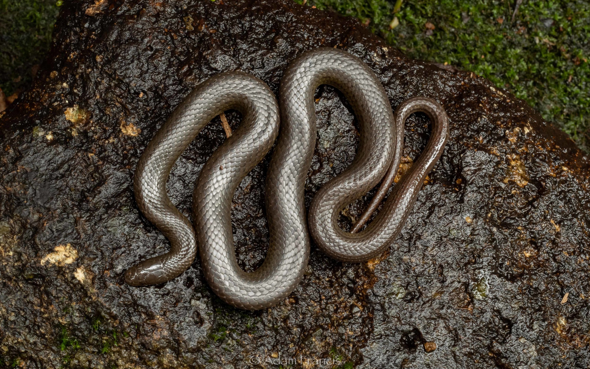 Anderson's Stream Snake - Opisthotropis andersonii